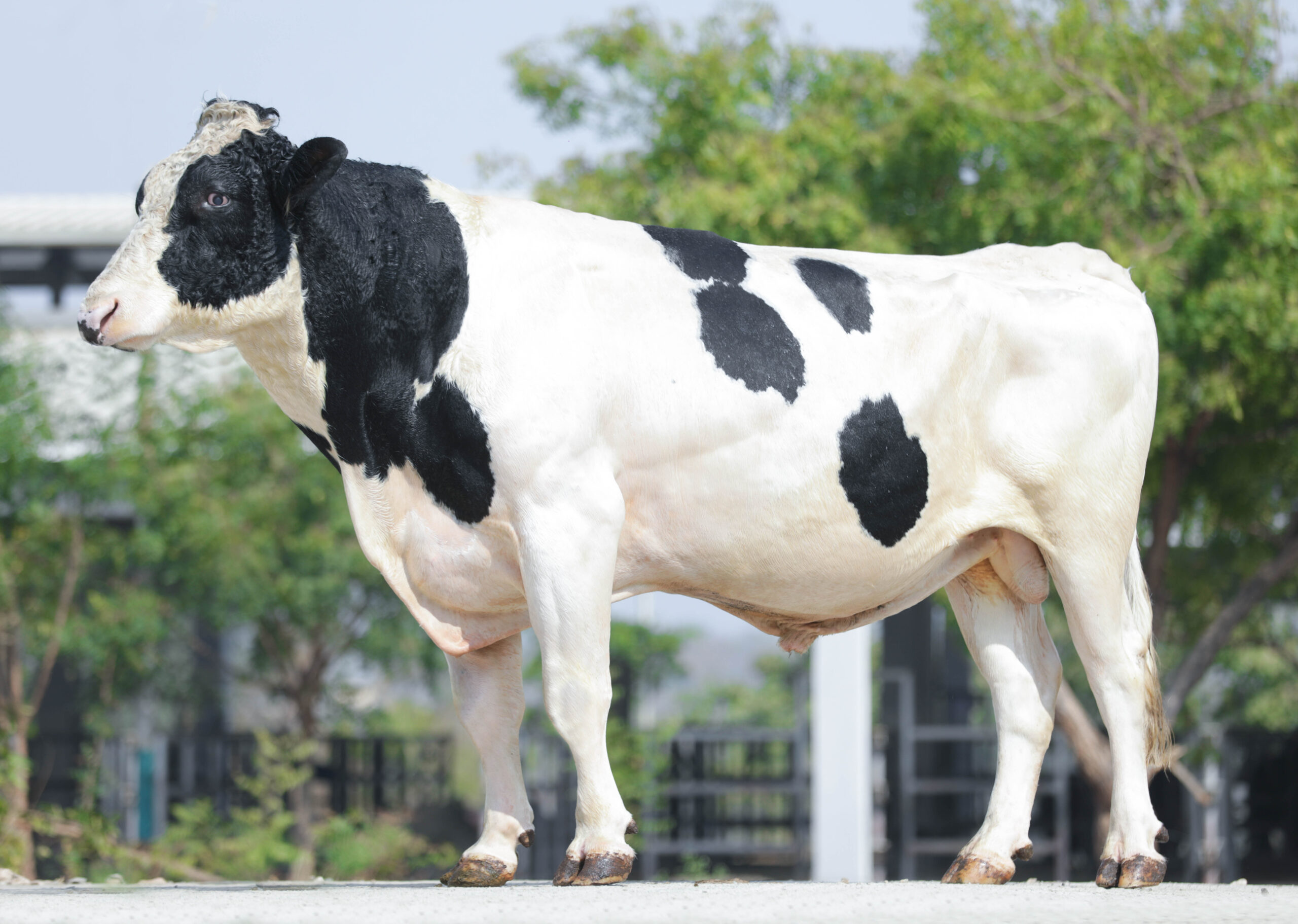 Bull