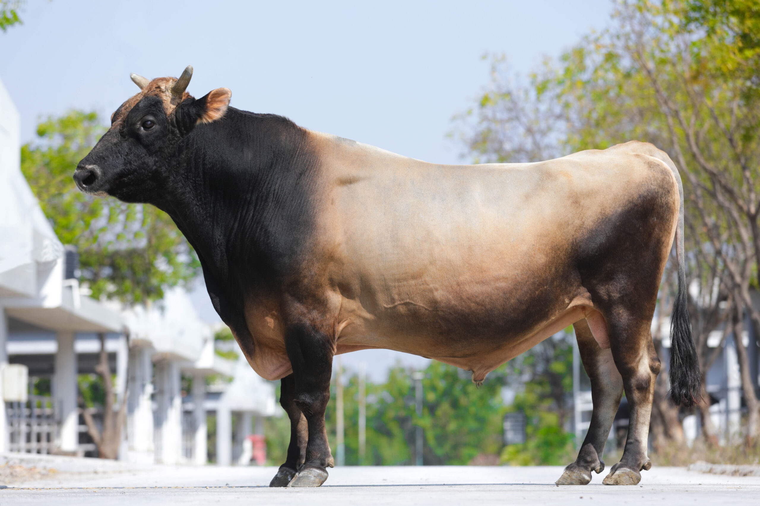 Bull
