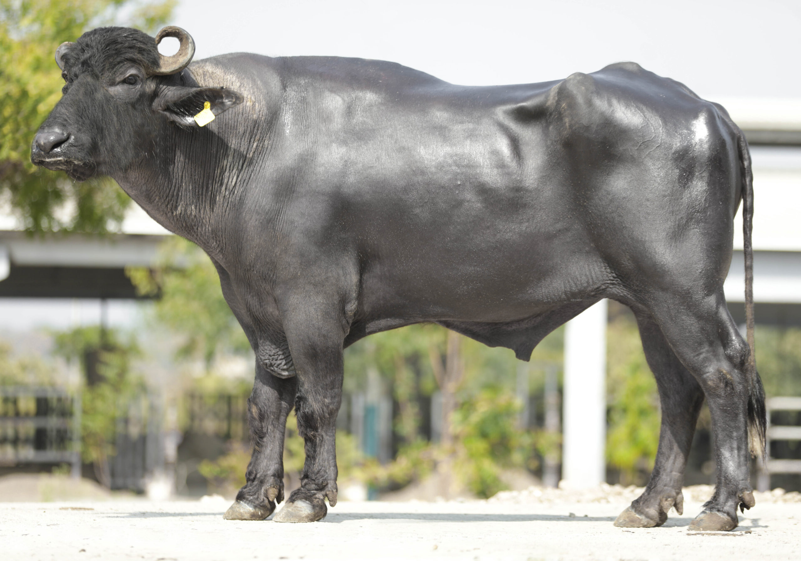 Bull