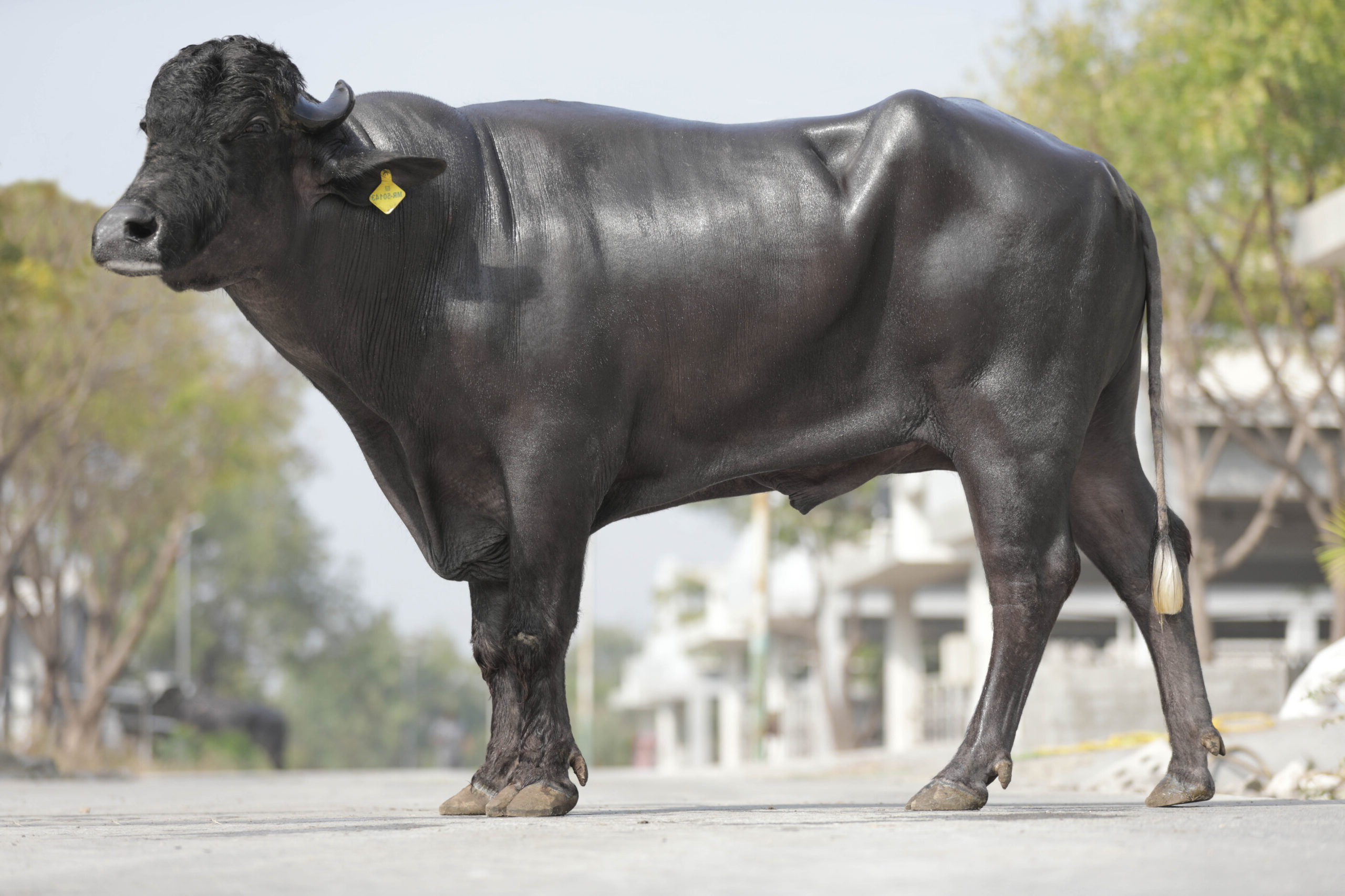 MR-50143