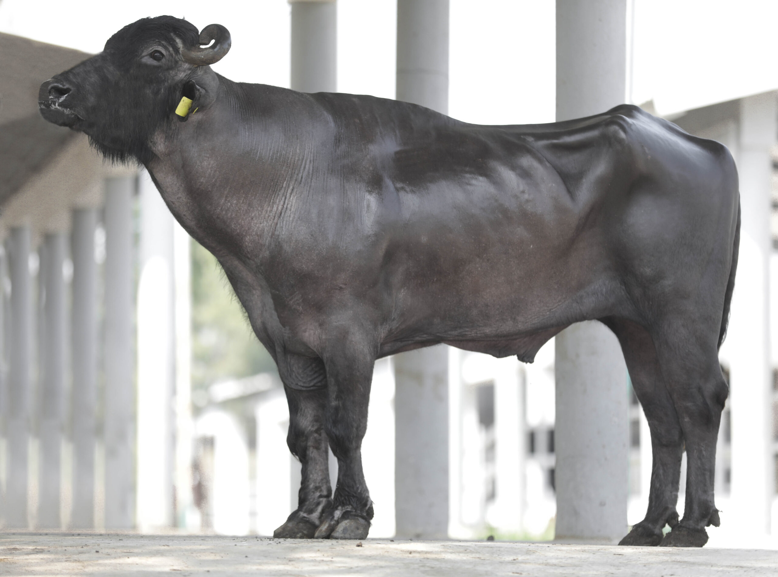 MR-50246