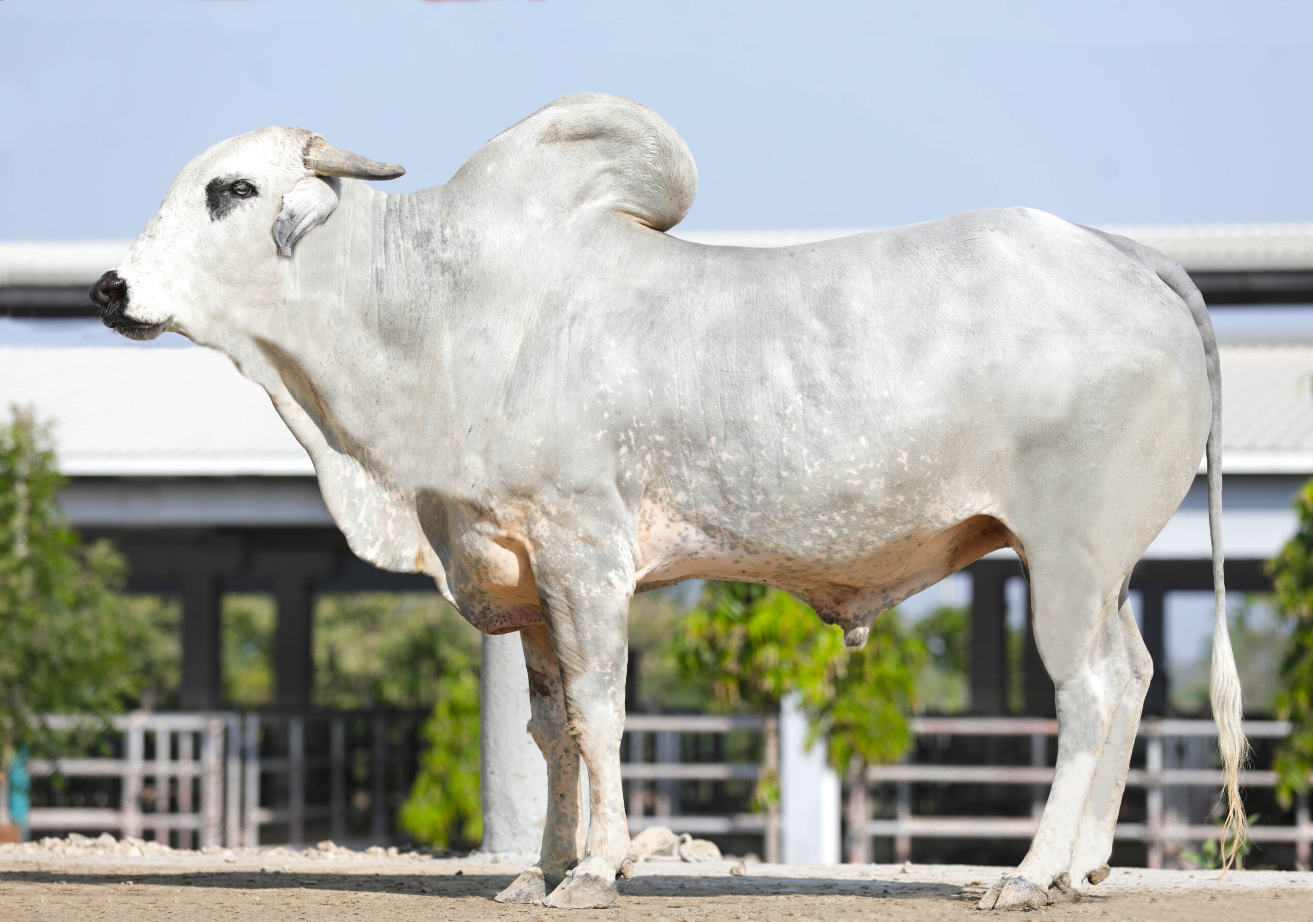 Bull