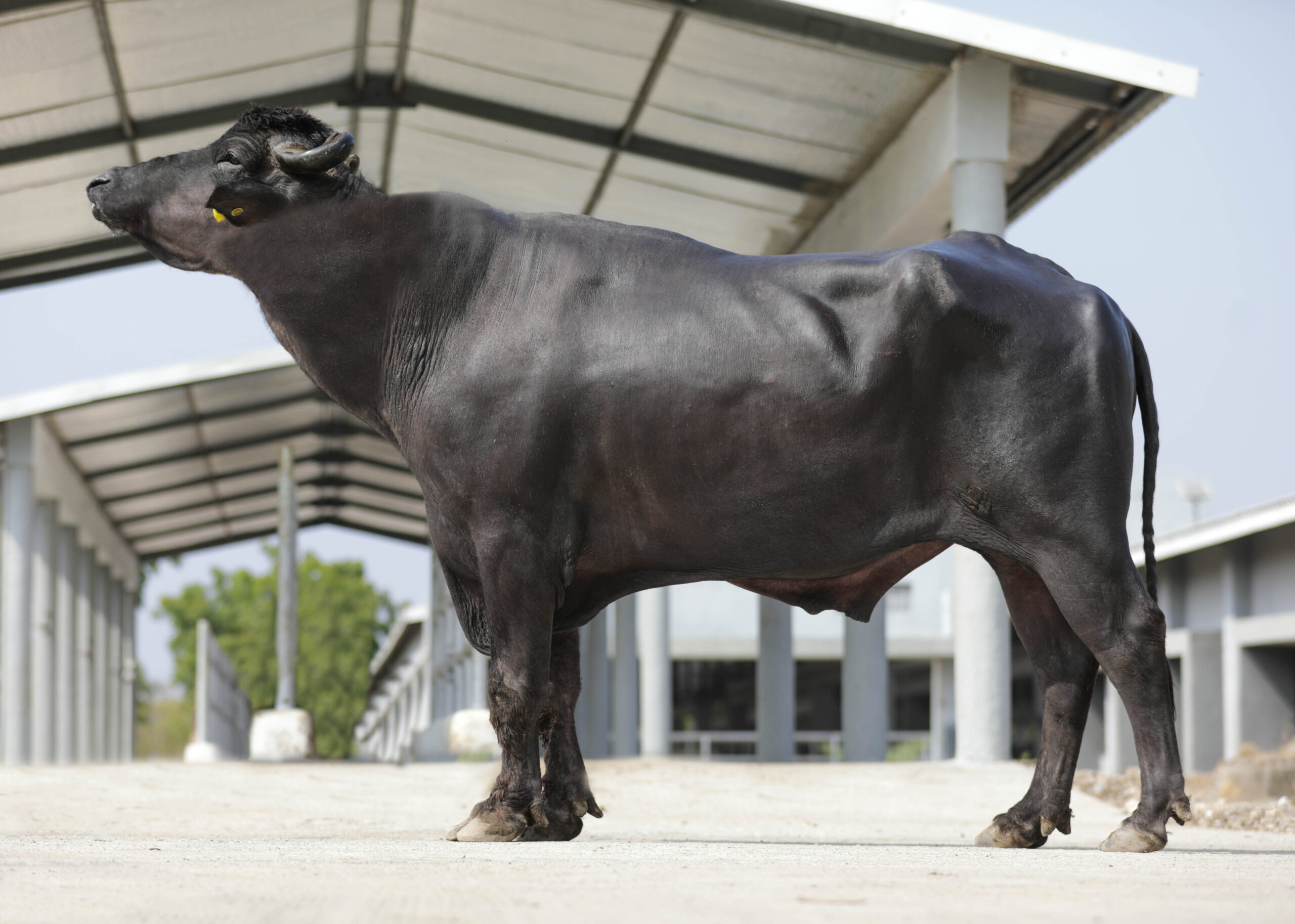 Bull