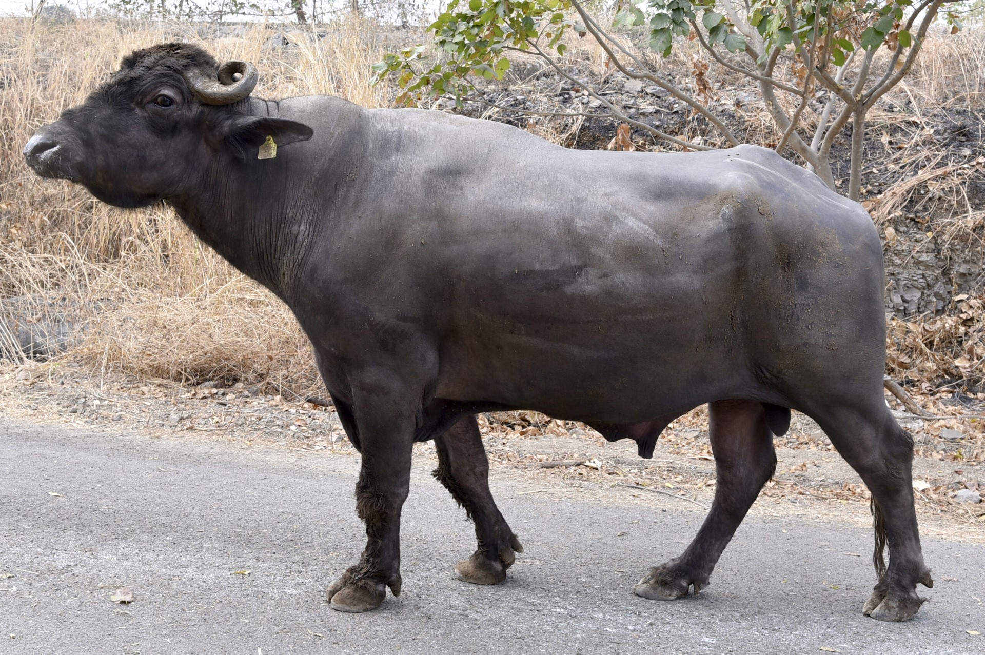 MR-50278 – Rahuri Semen Station