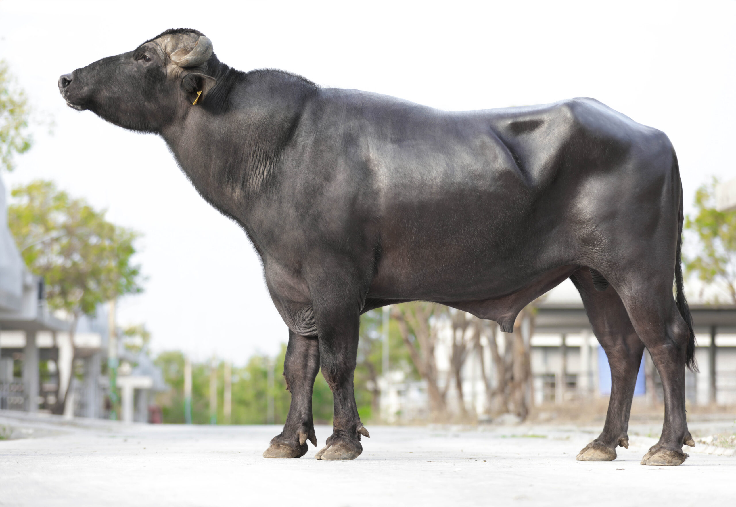 MR-50285