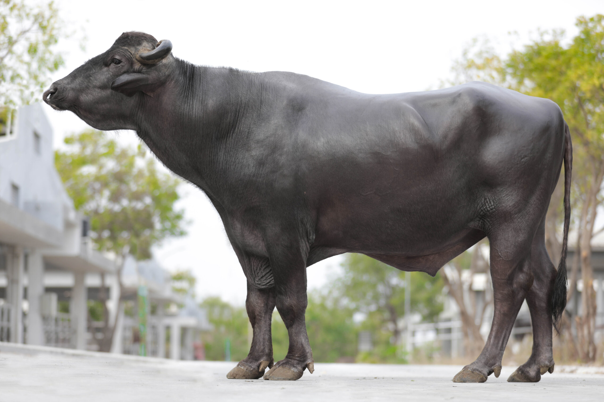 Bull