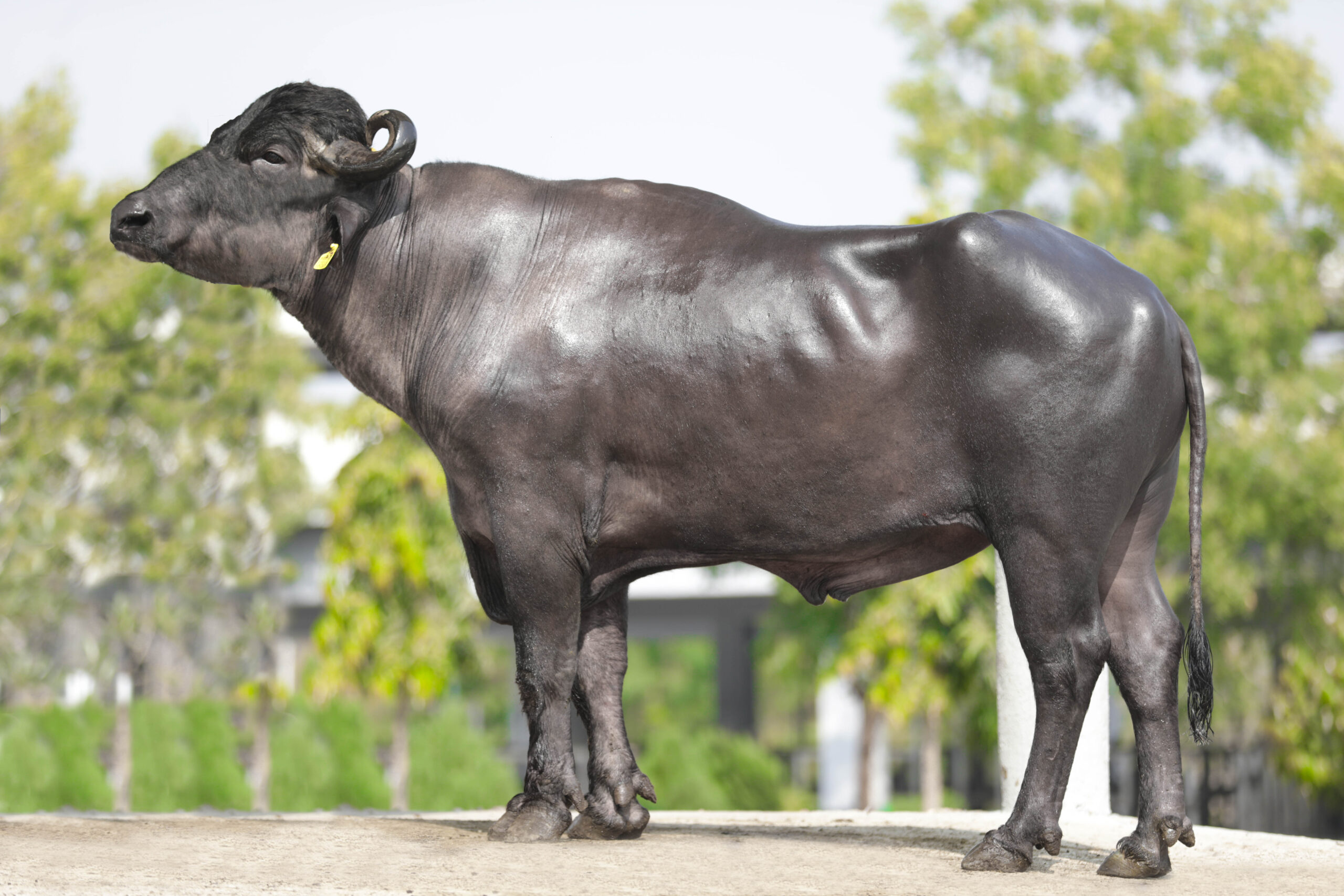 MR-50321