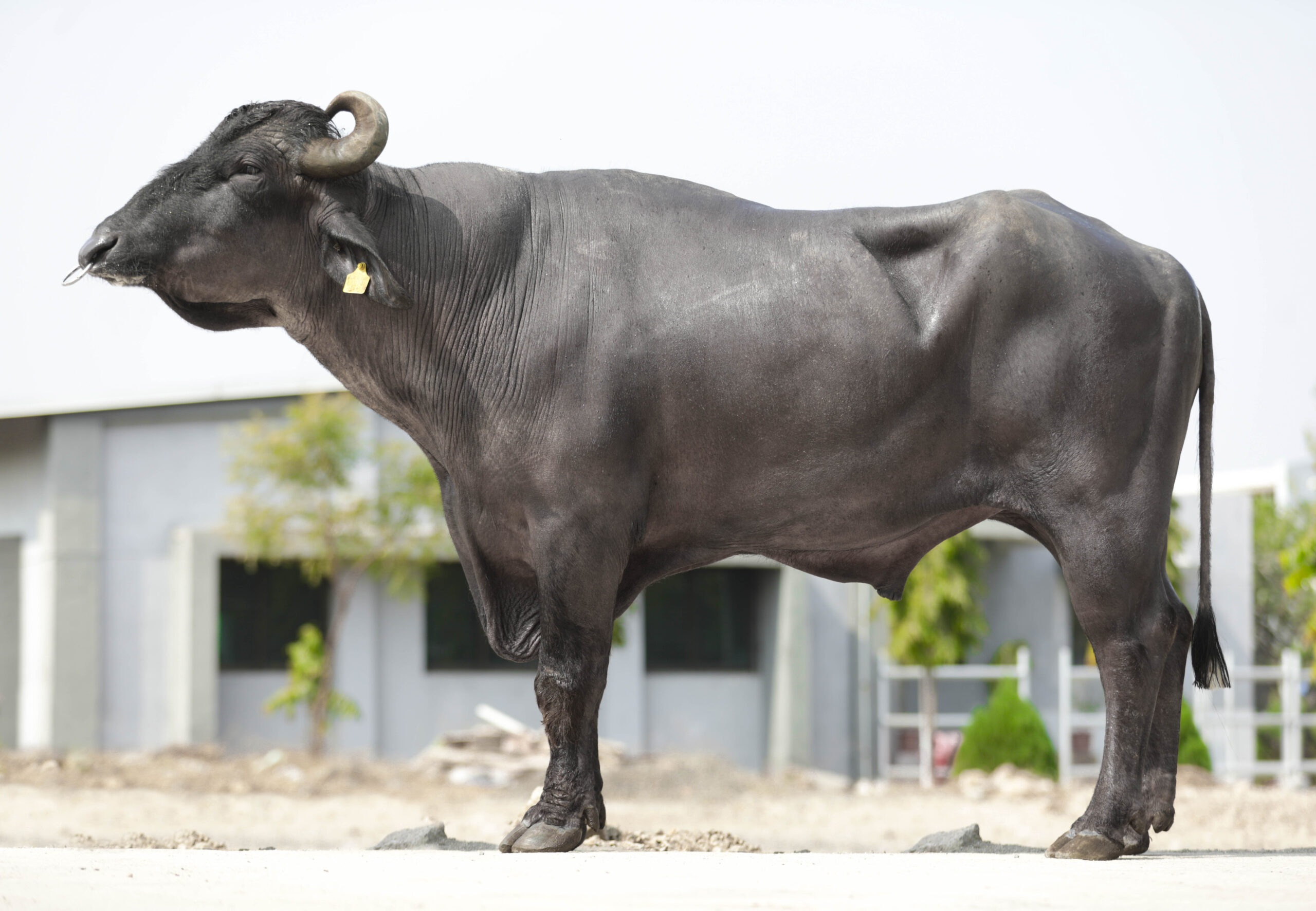 MR-50335