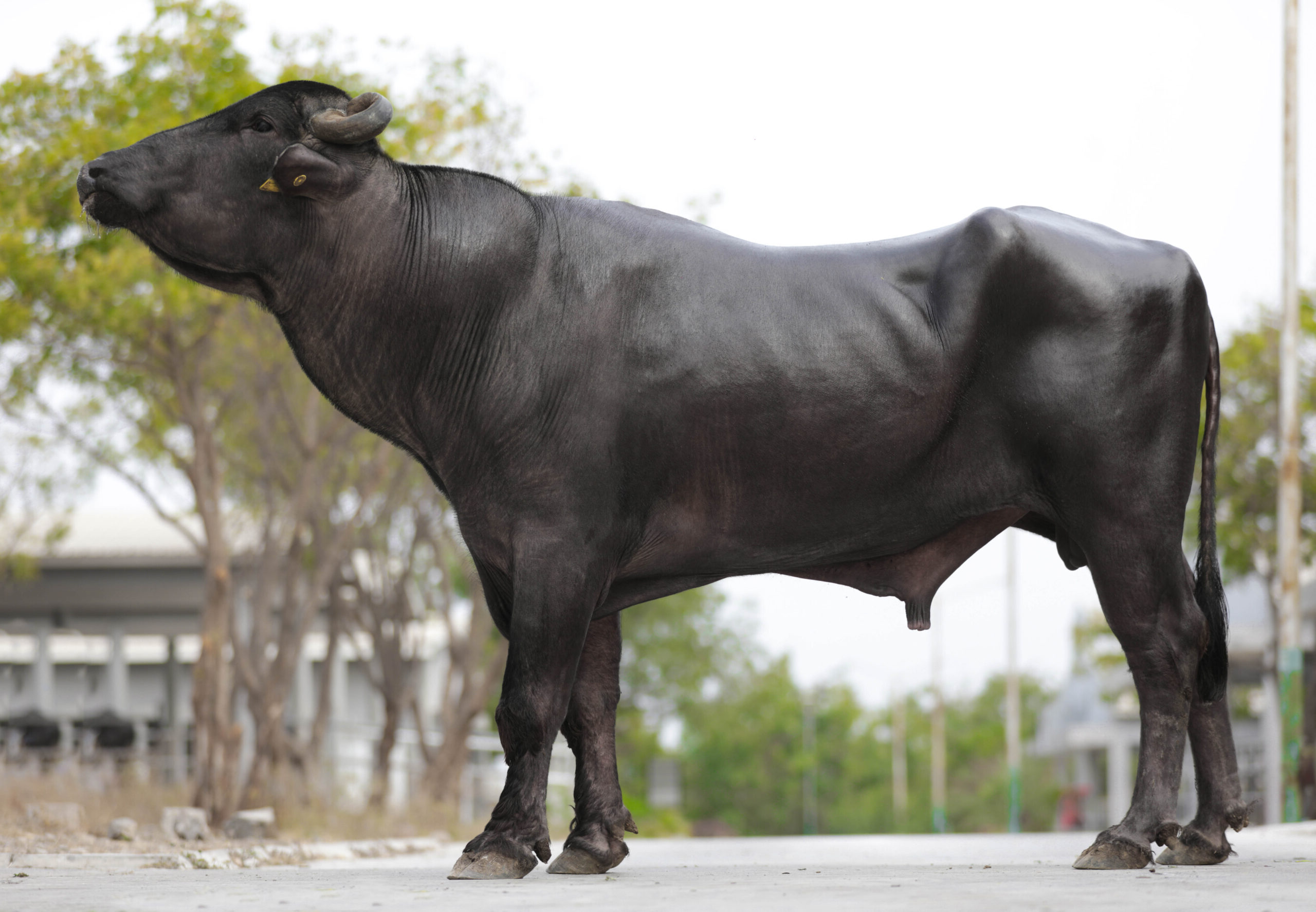 MR-50338