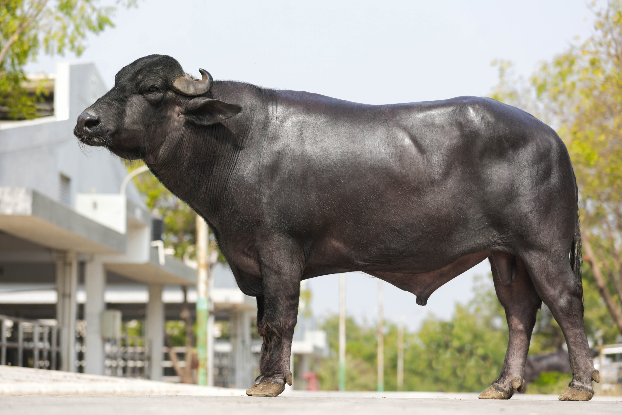 MR-50345