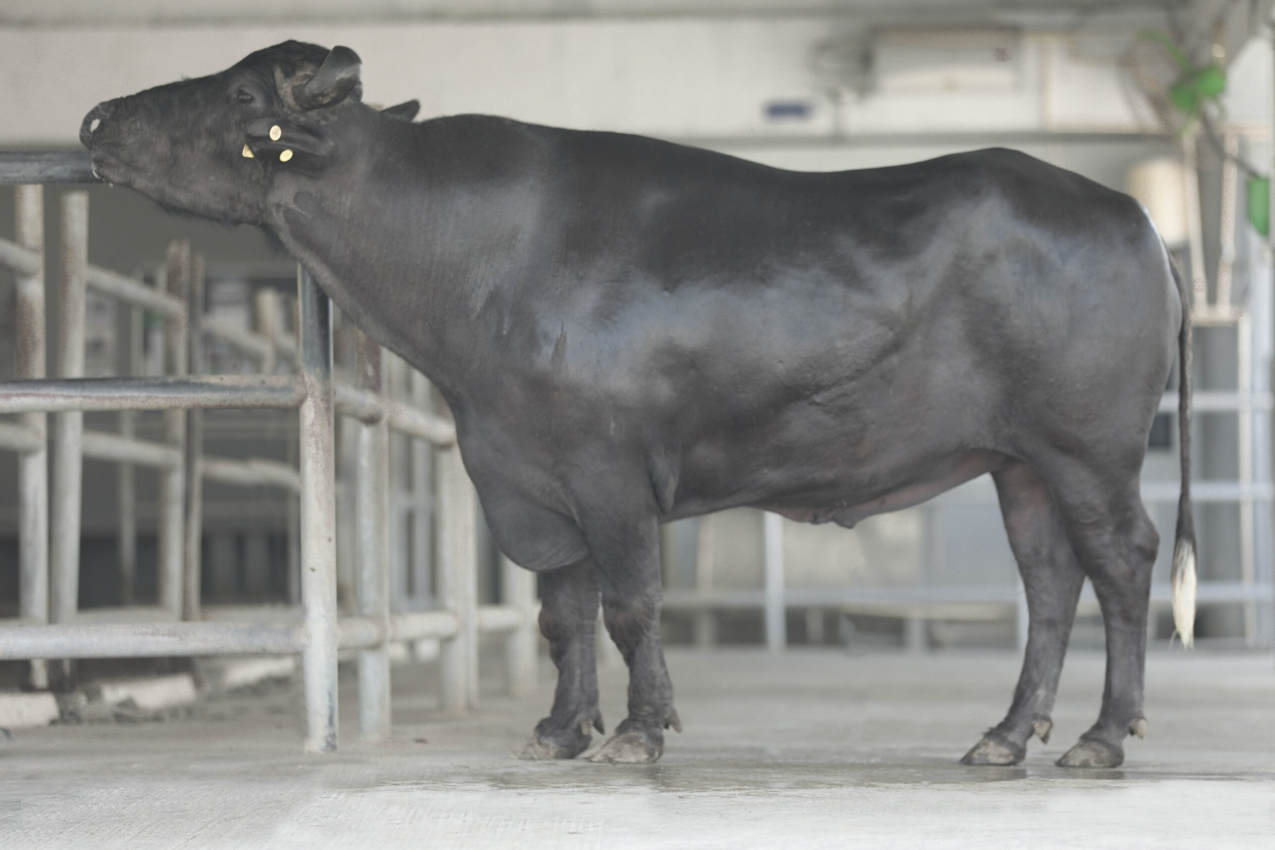 Bull