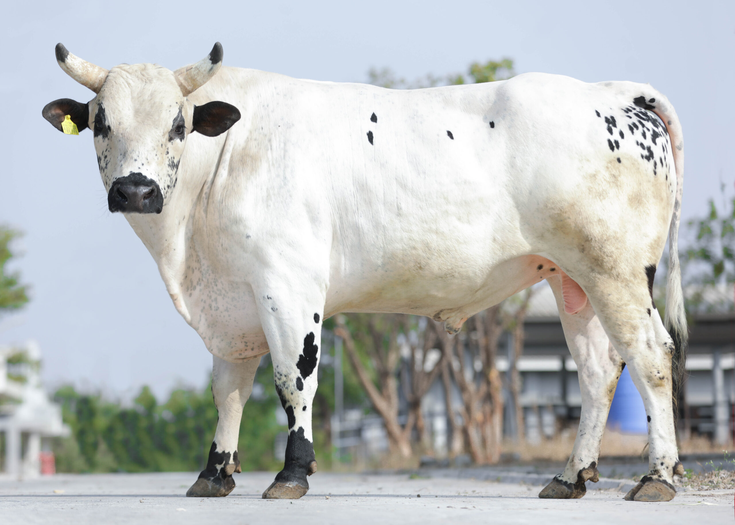 Bull
