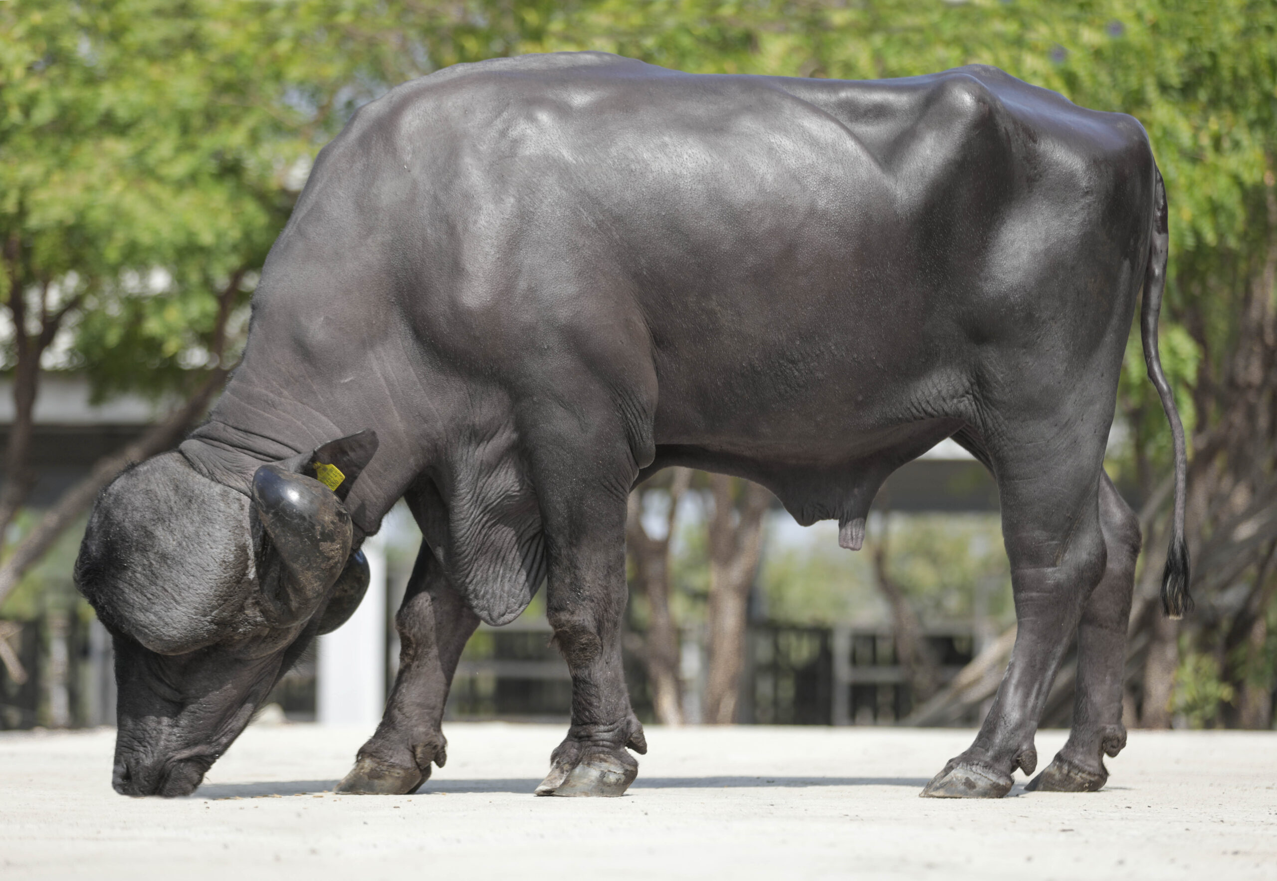 Bull