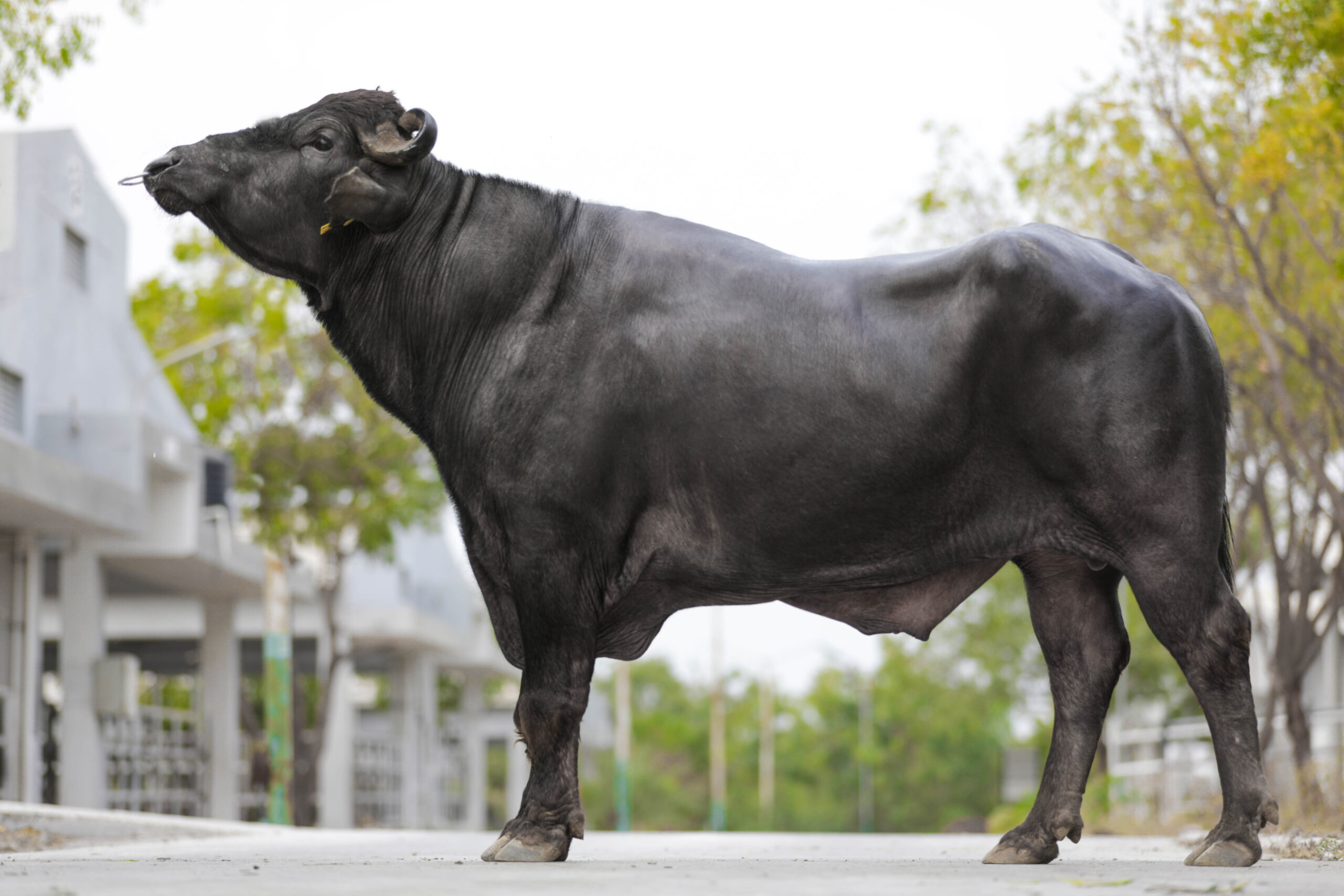 Bull