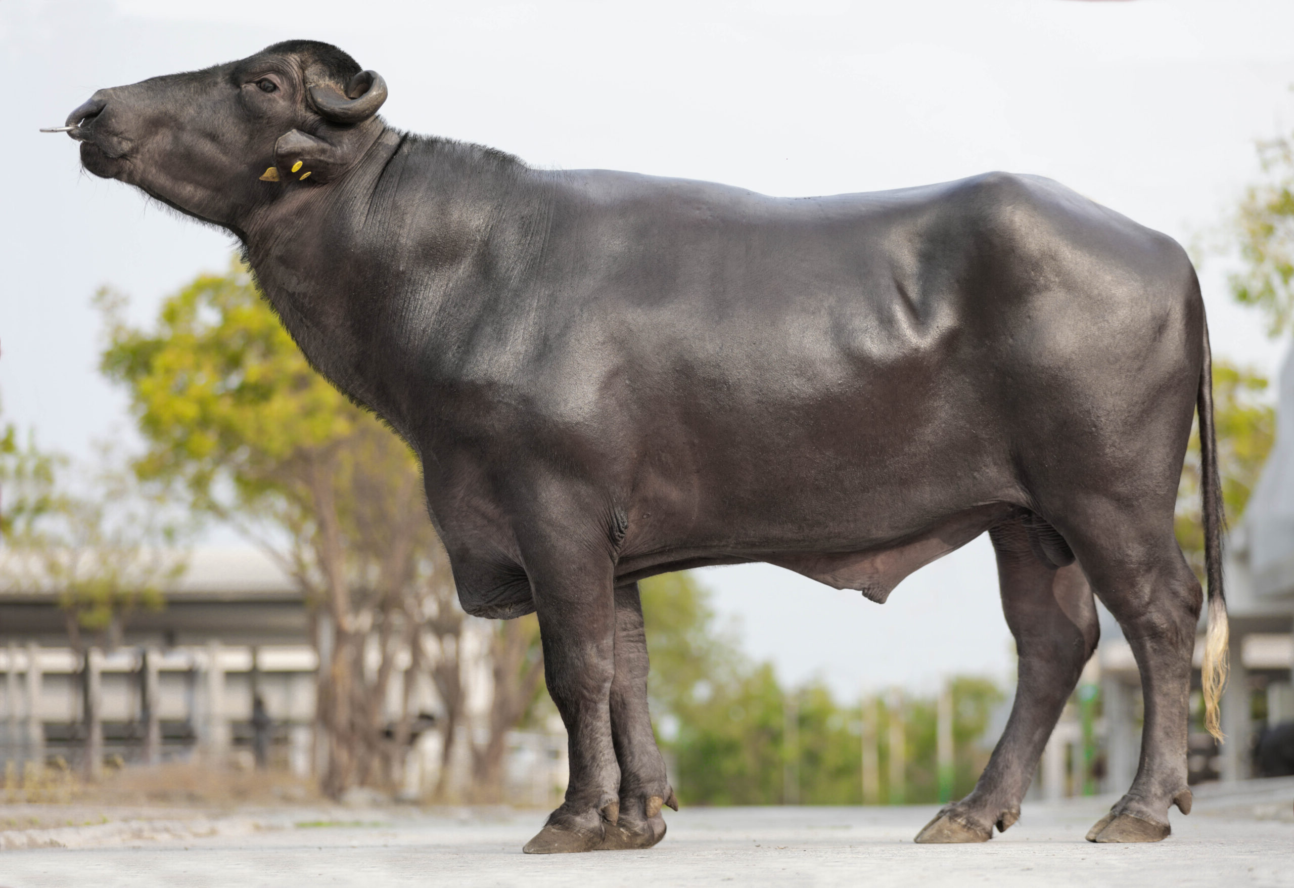 MR-50351