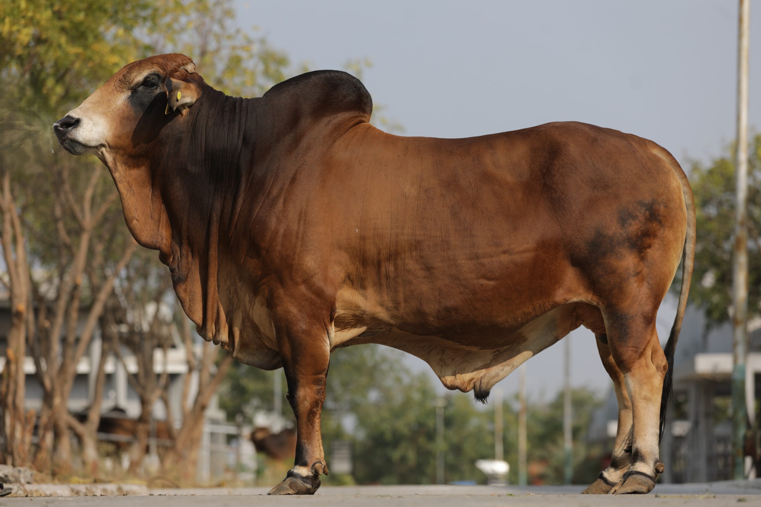Bull