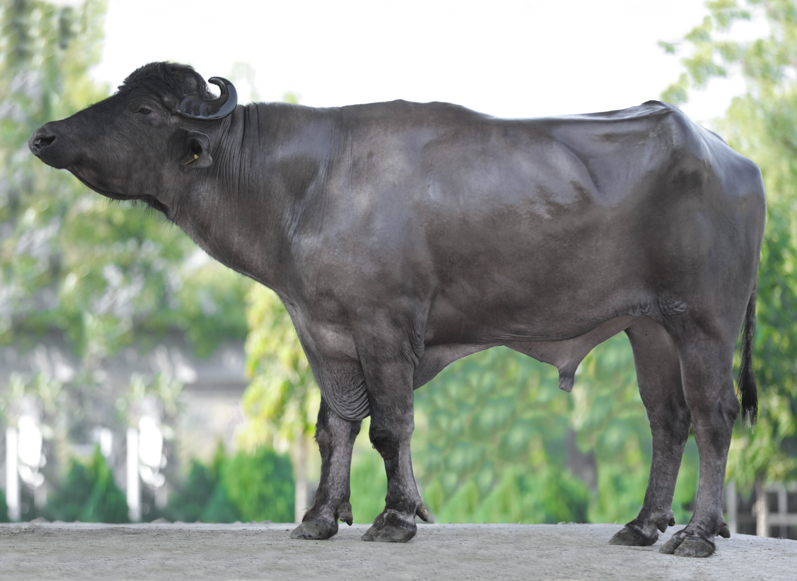 Bull