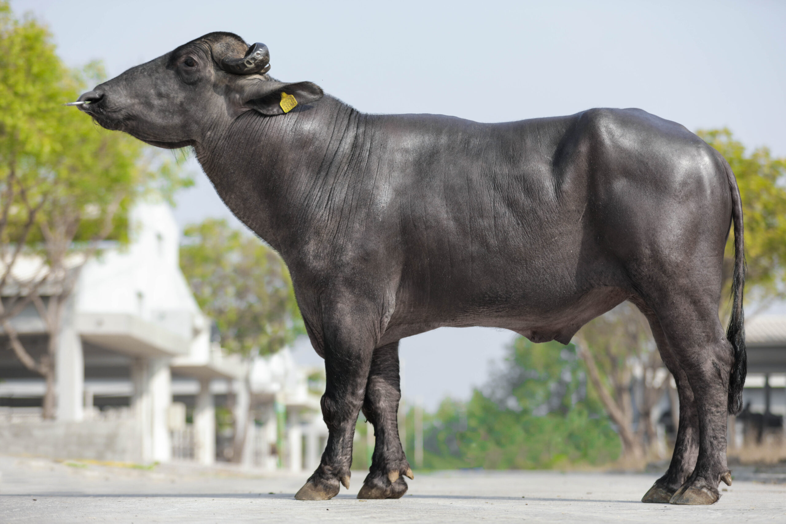 MR-50409