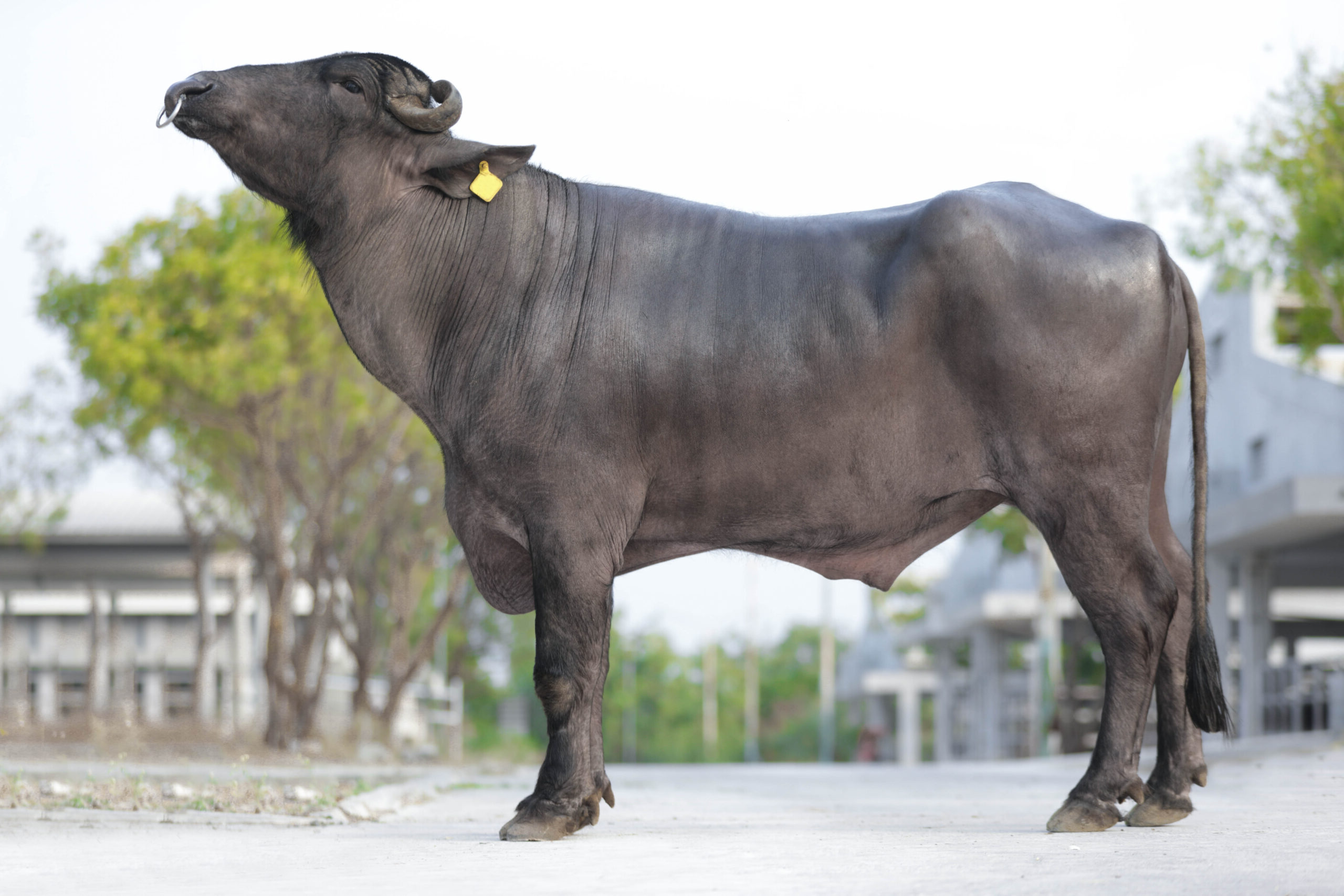 MR-50411