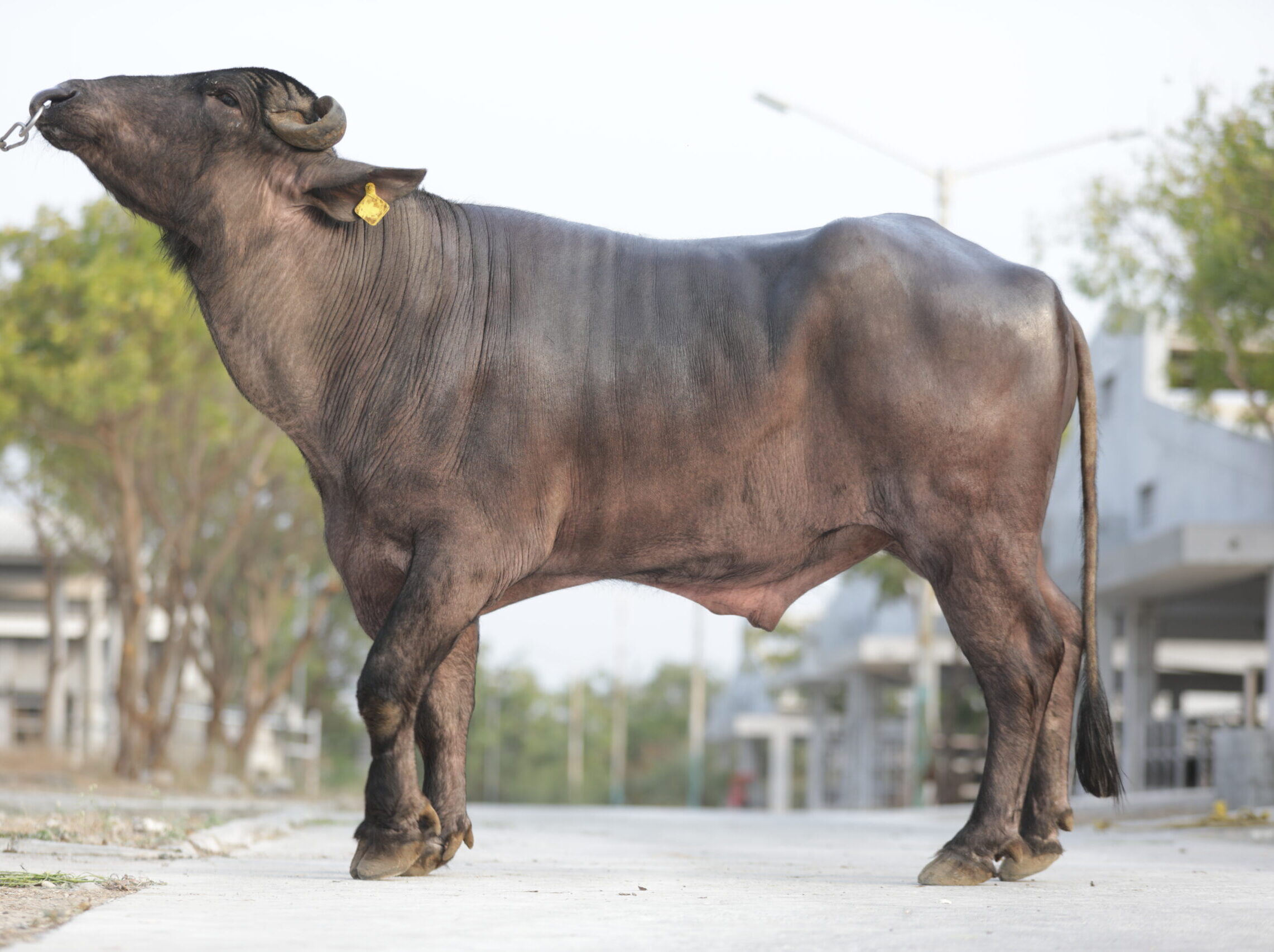 Bull