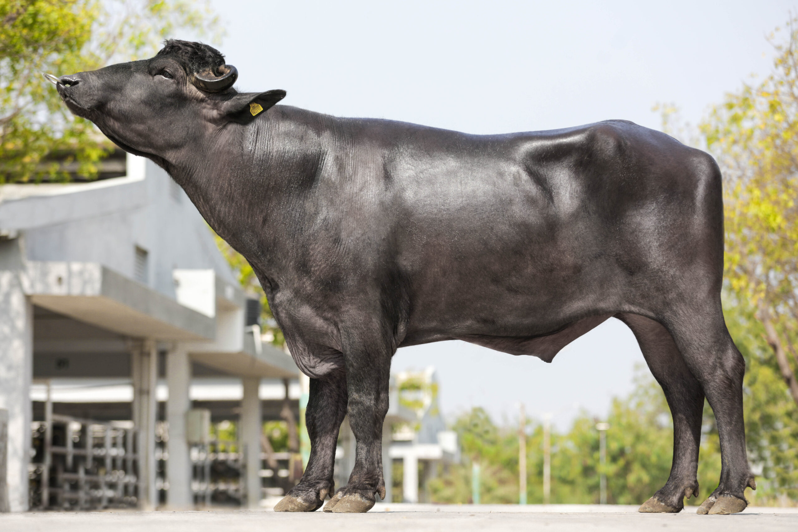 MR-50413