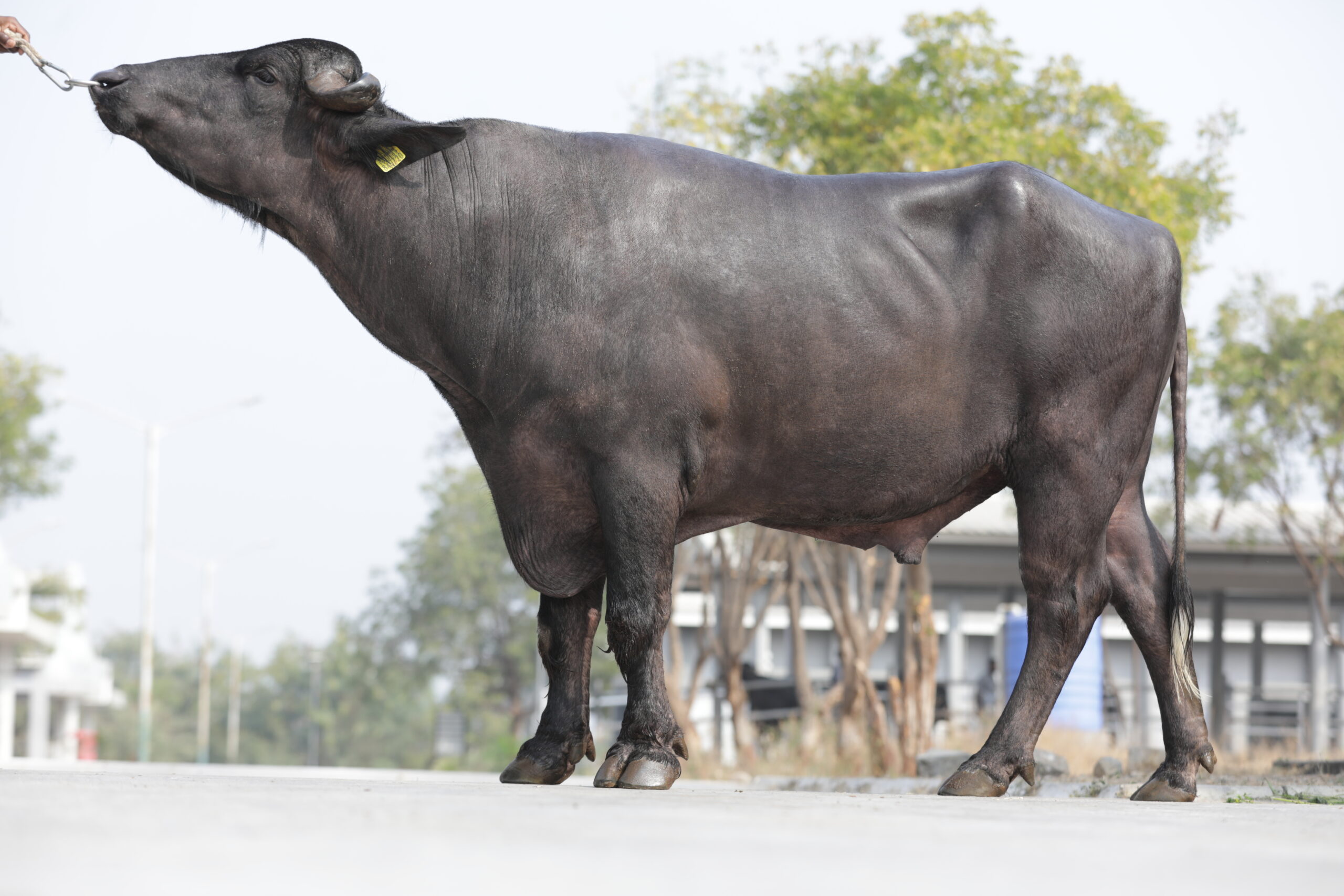 Bull