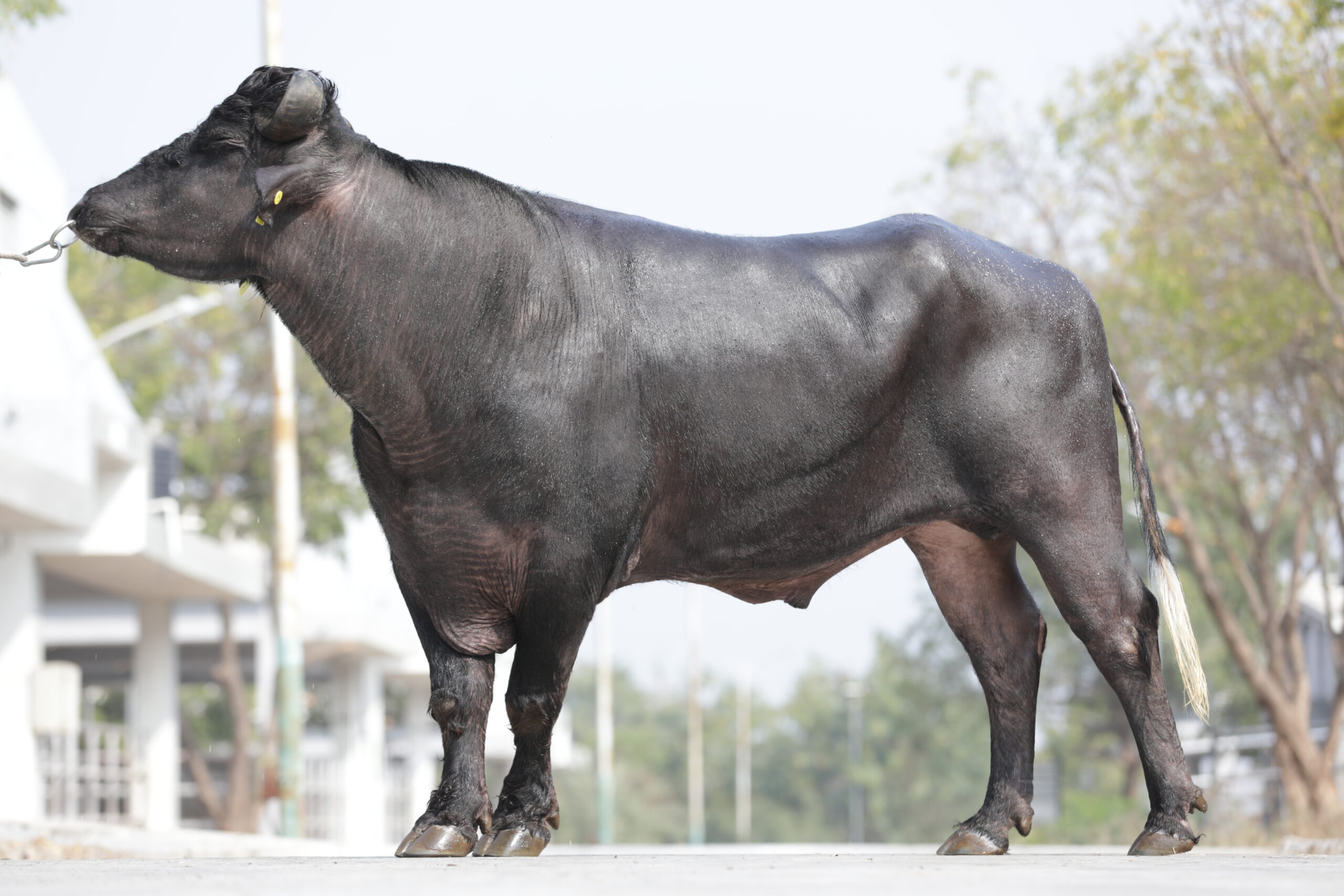 Bull