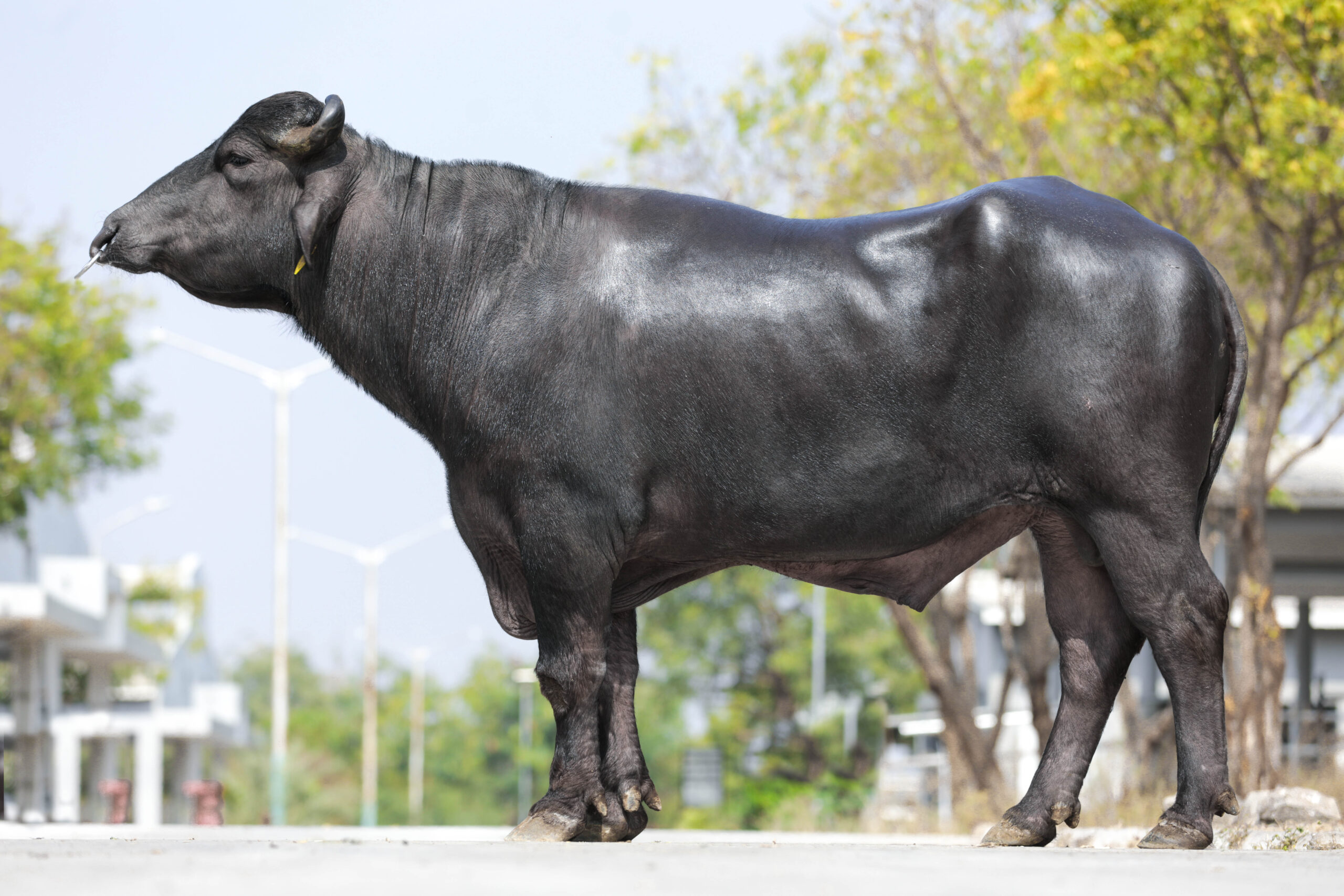 MR-50421