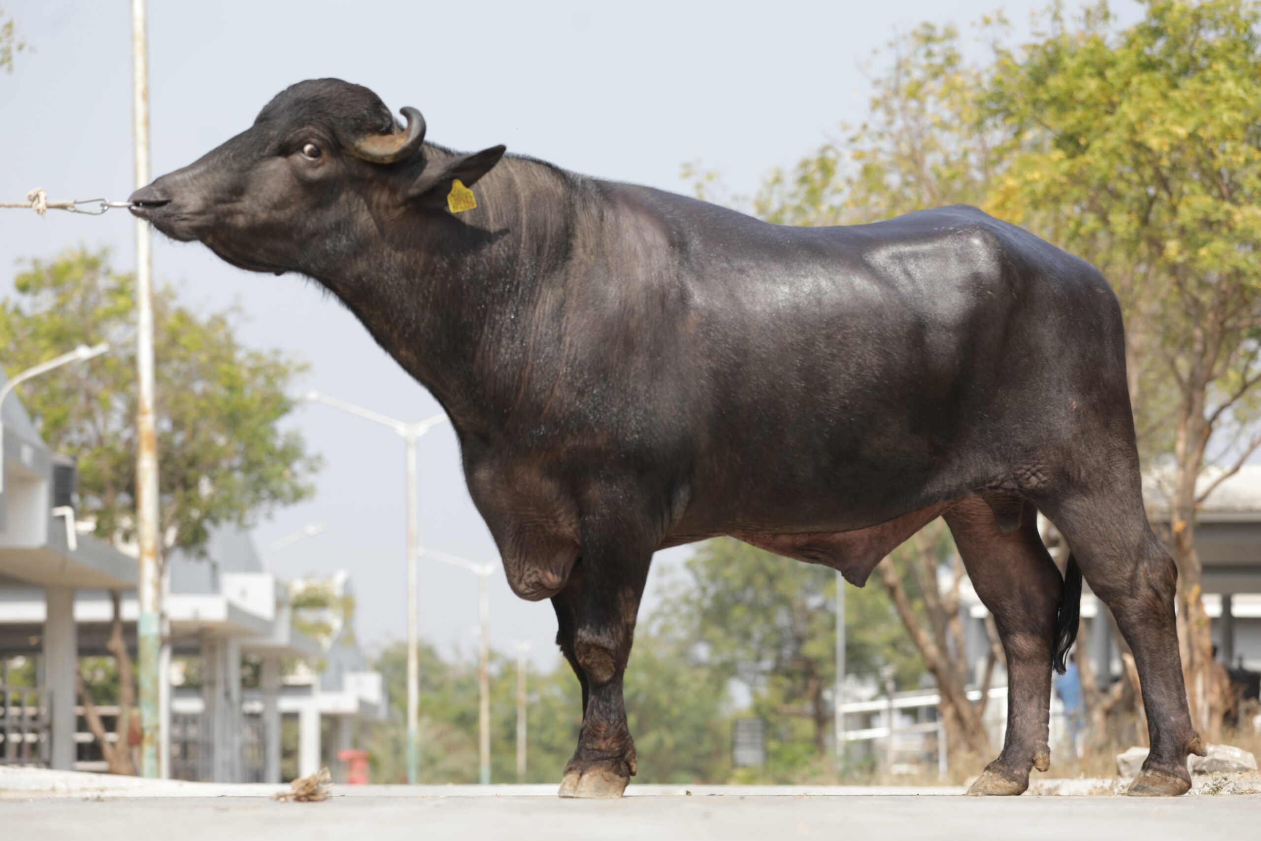 MR-50421