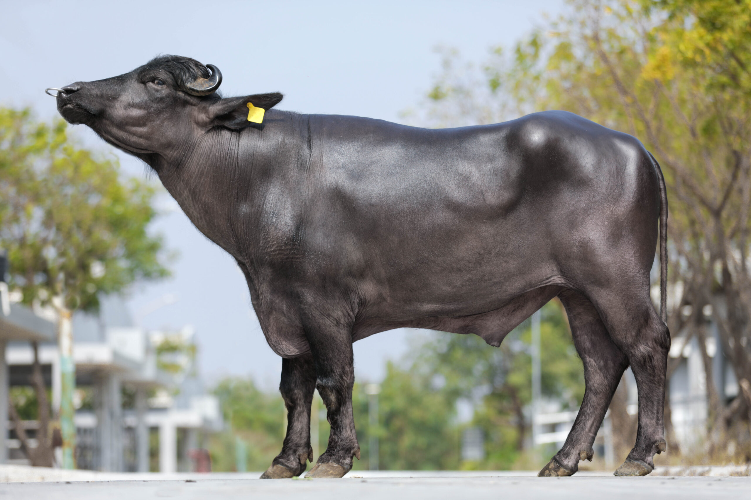 MR-50423