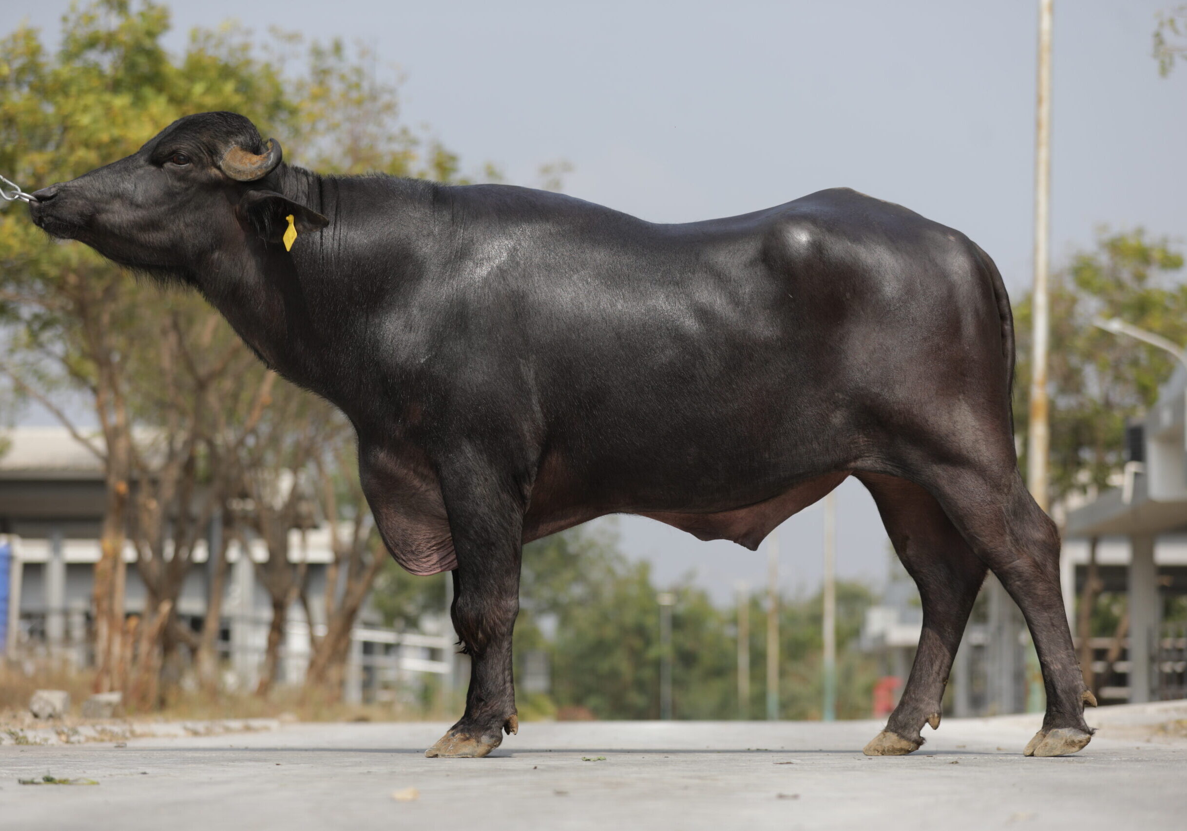 Bull