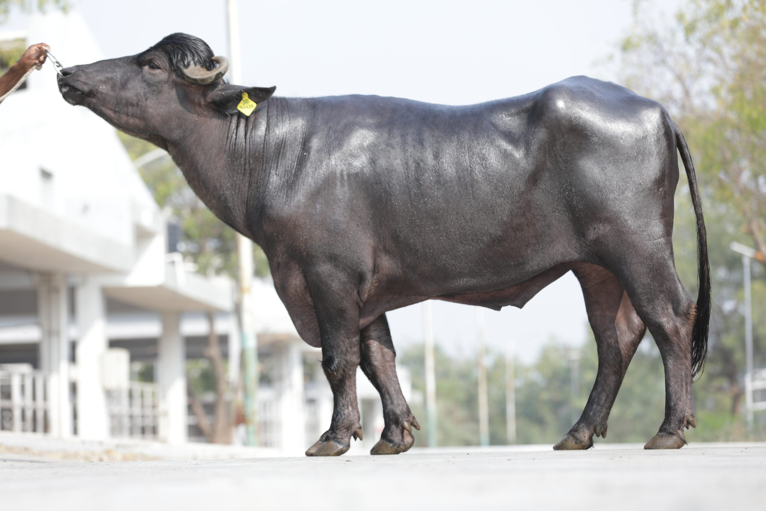 MR-50426