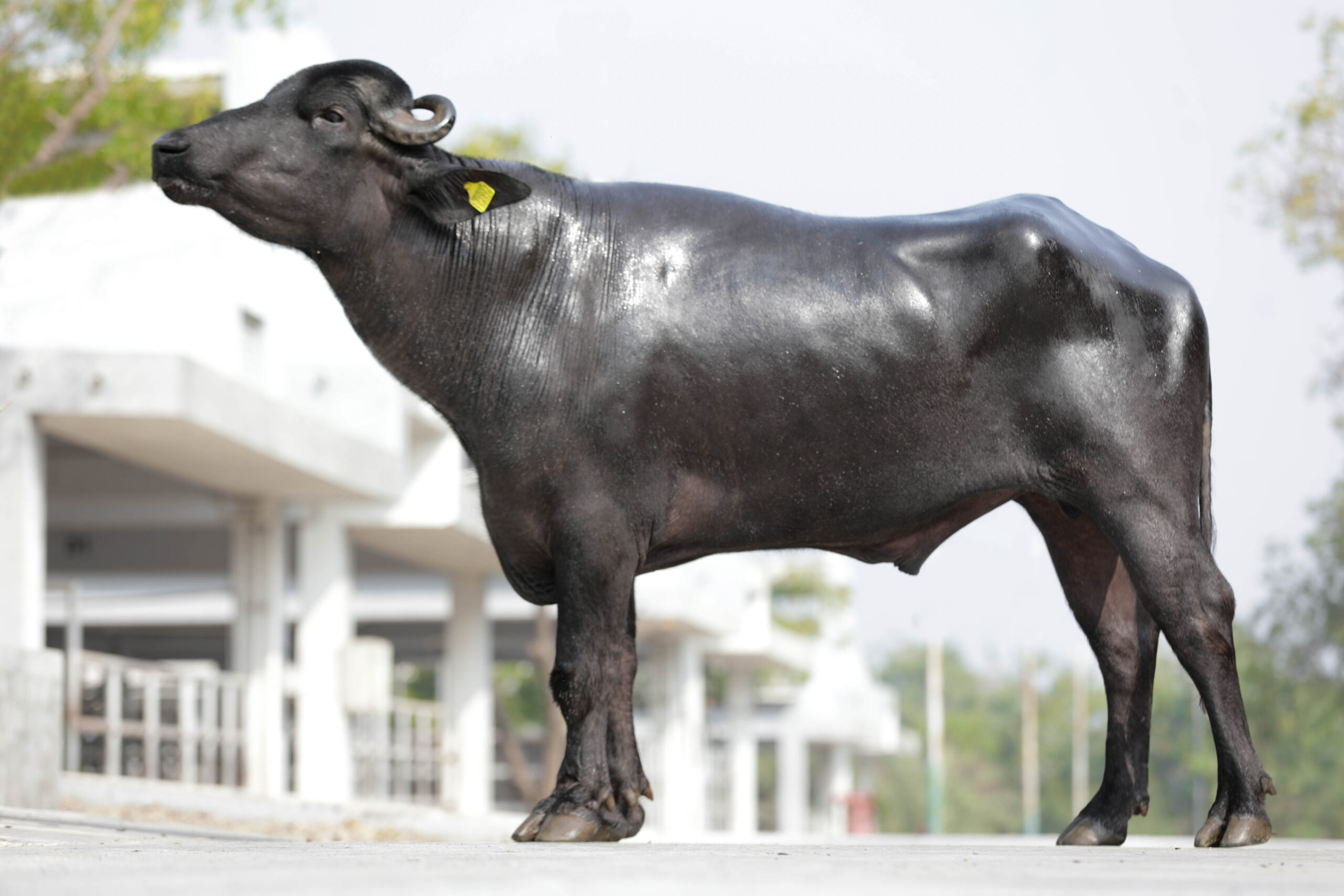MR-50427