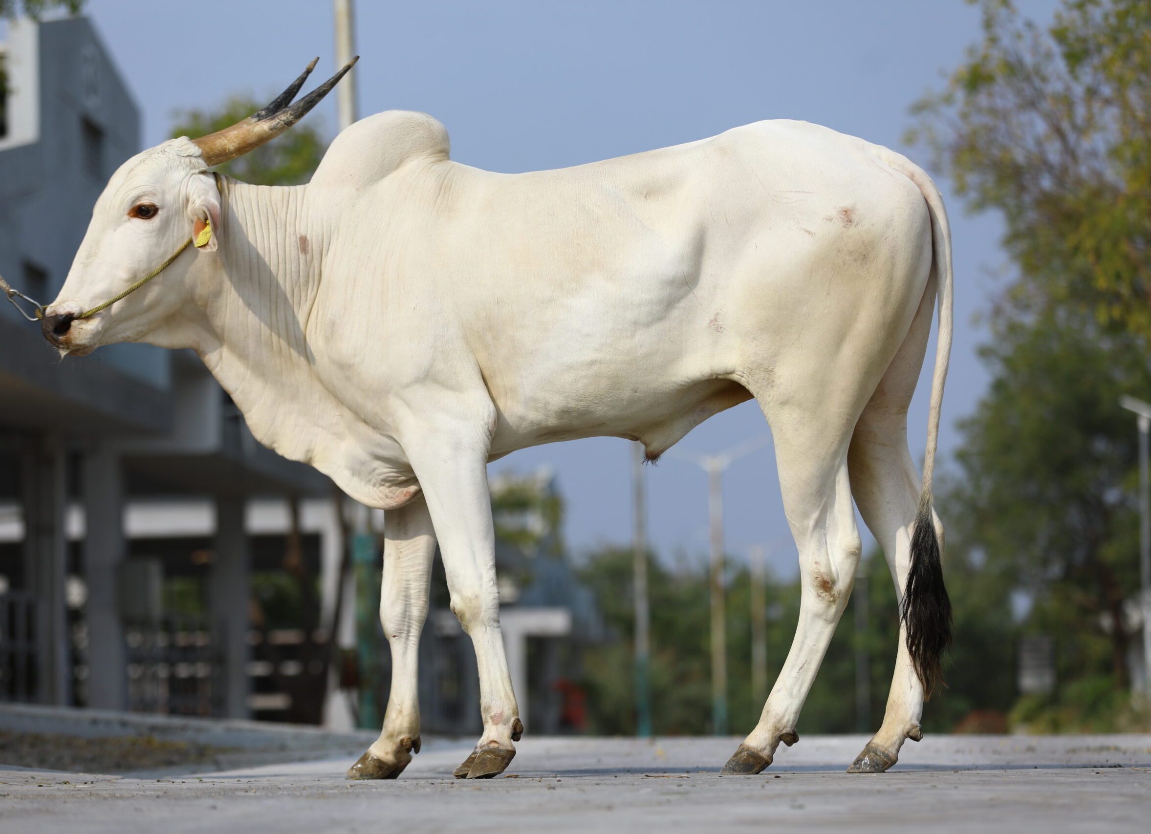 Bull