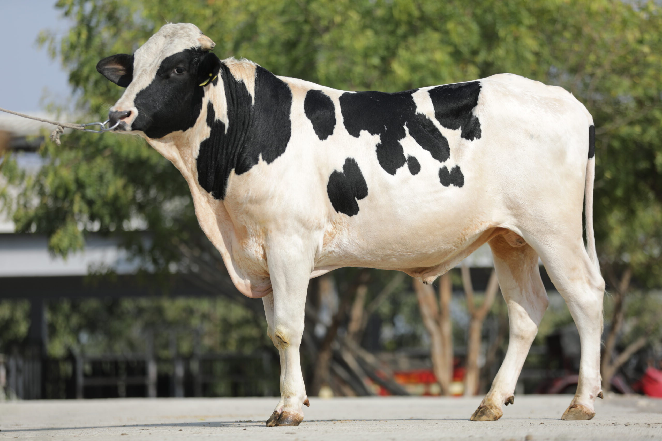 Bull