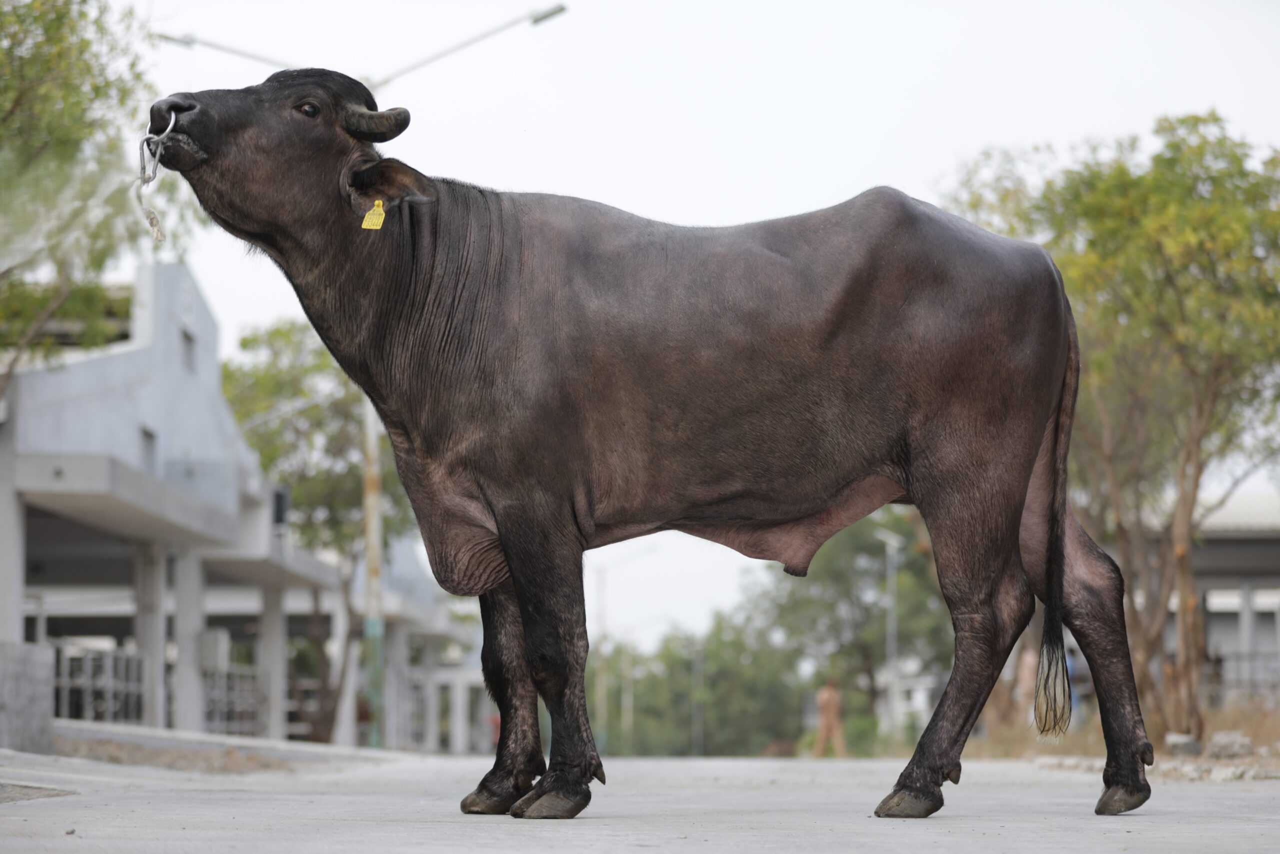MR-50439