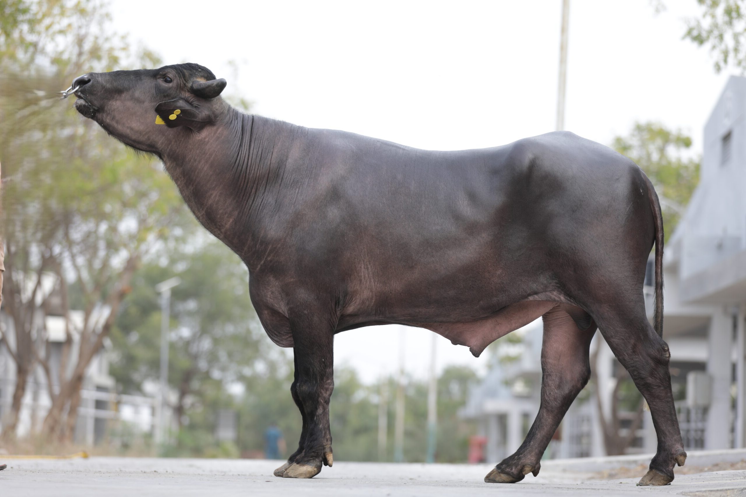 Bull