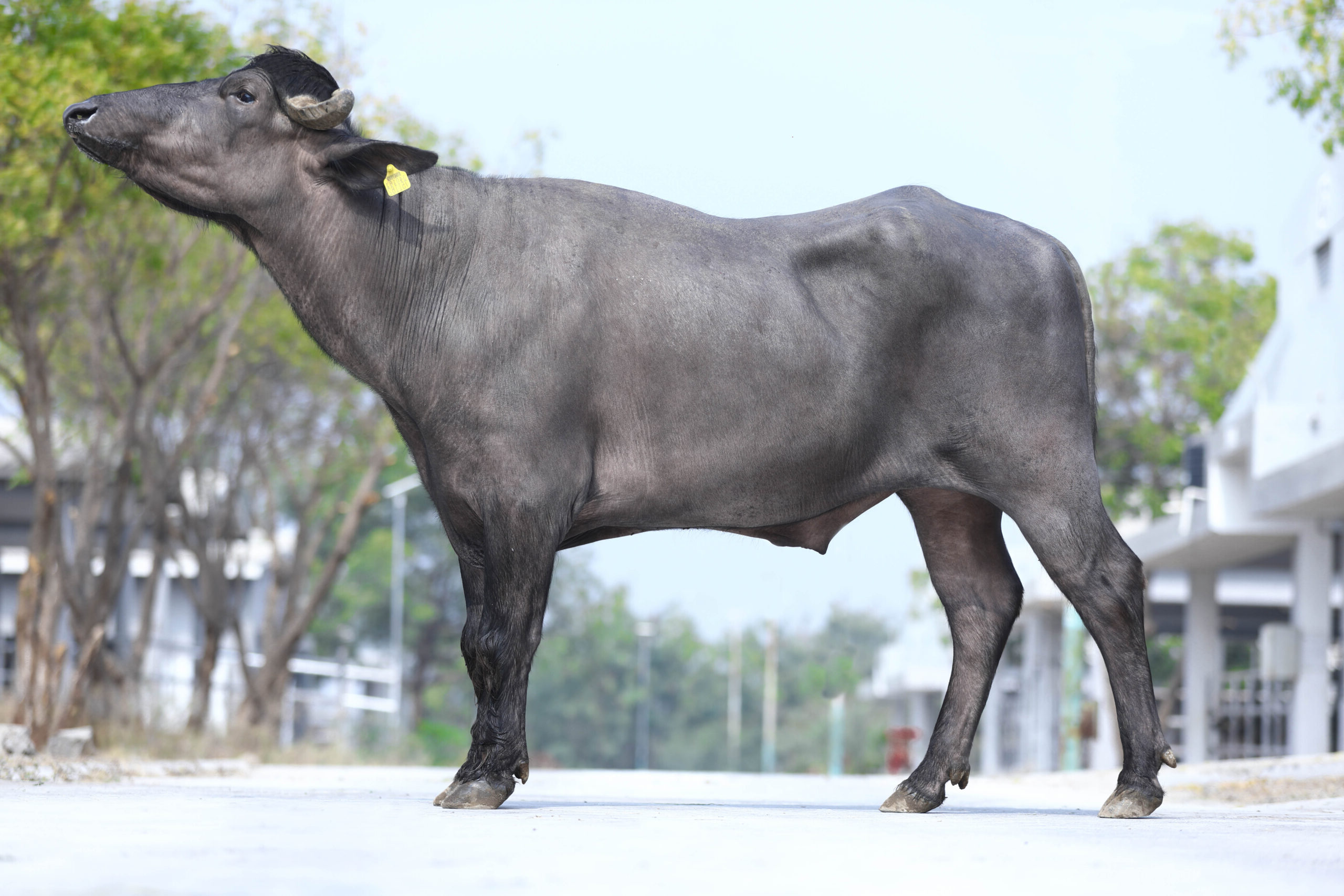MR-50441