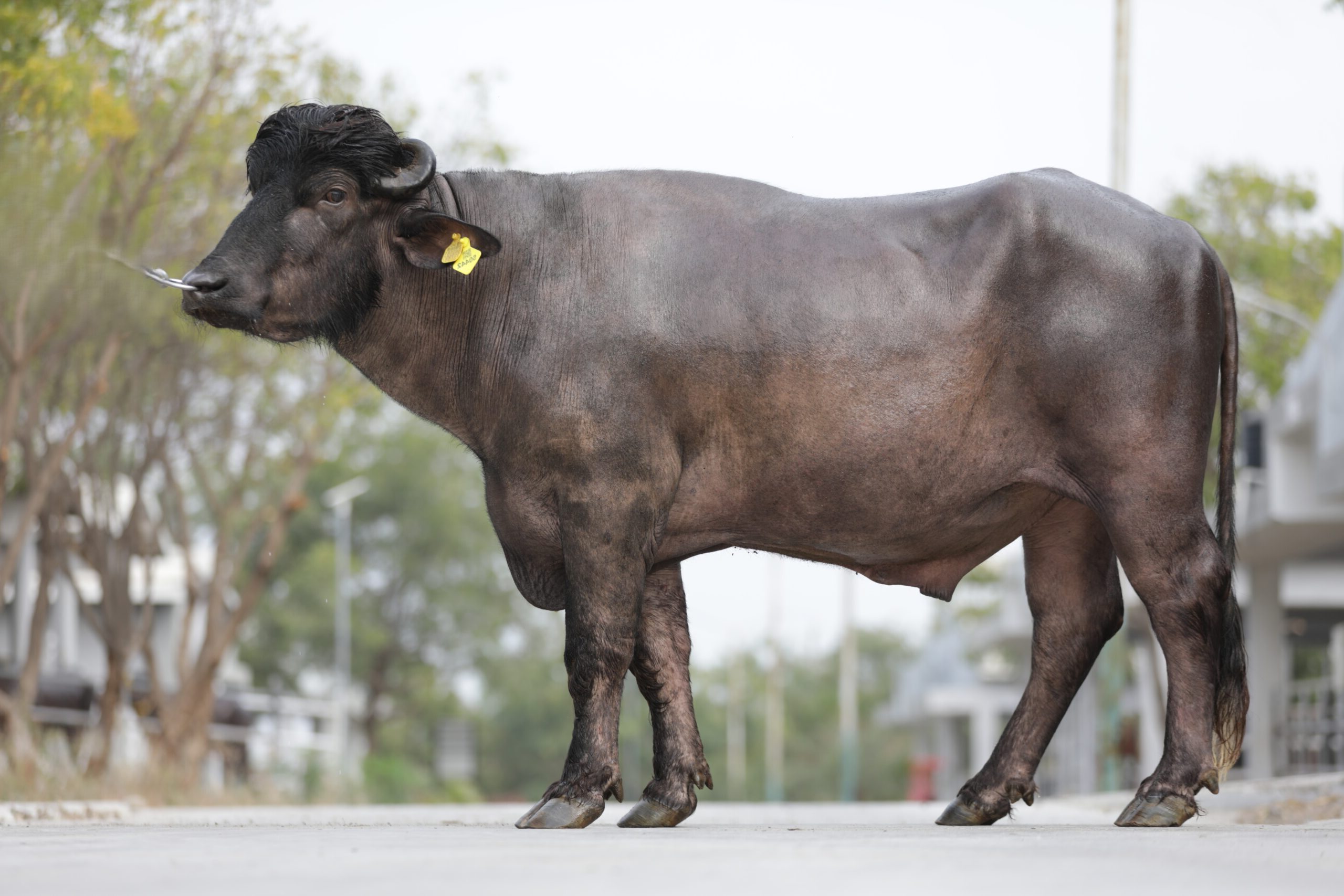 MR-50442