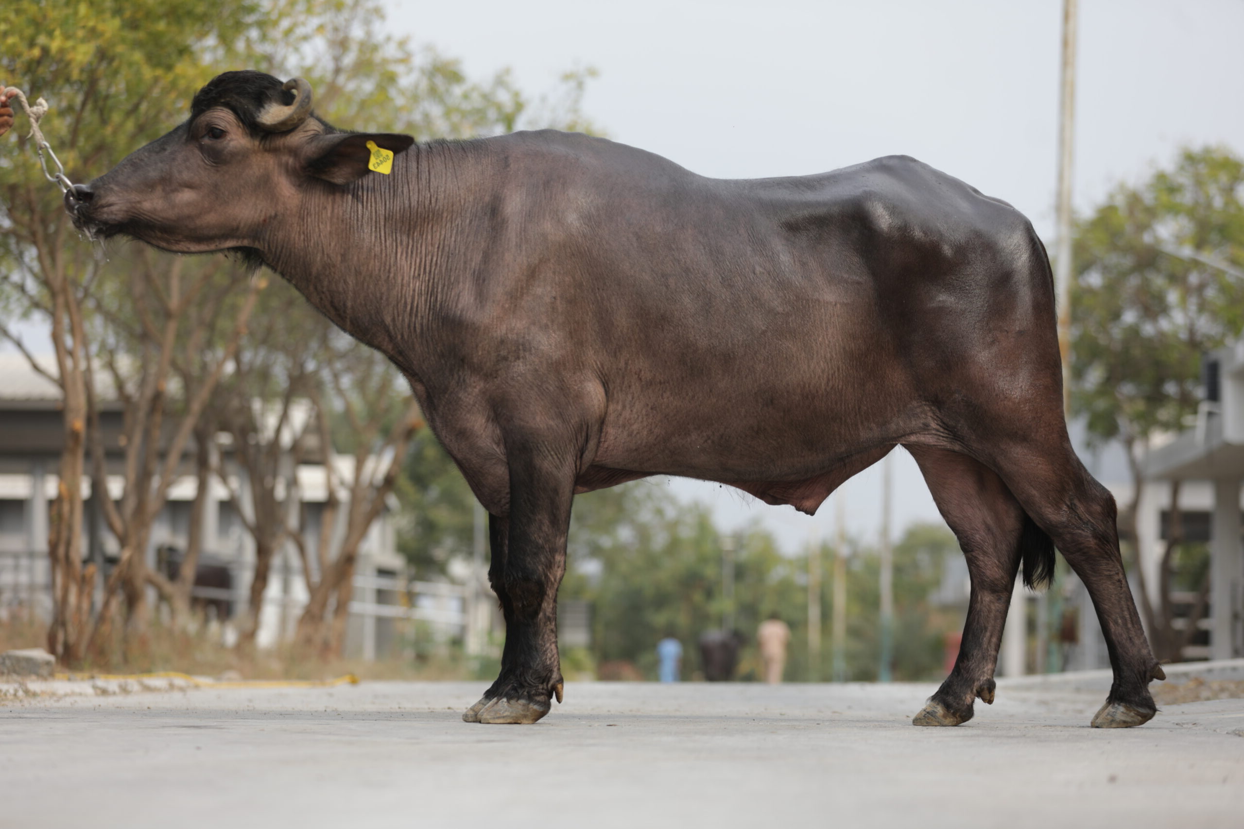 Bull