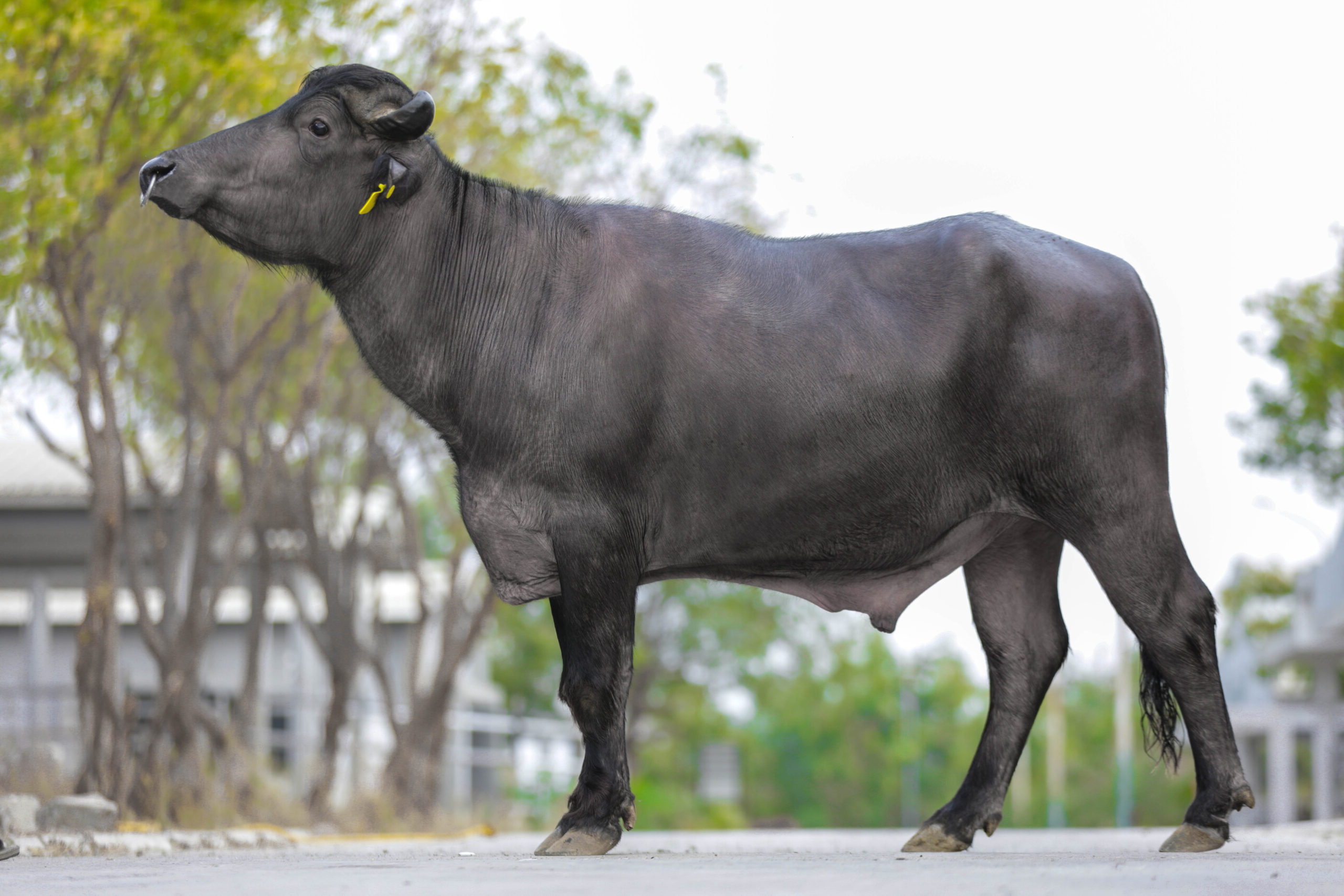 MR-50446