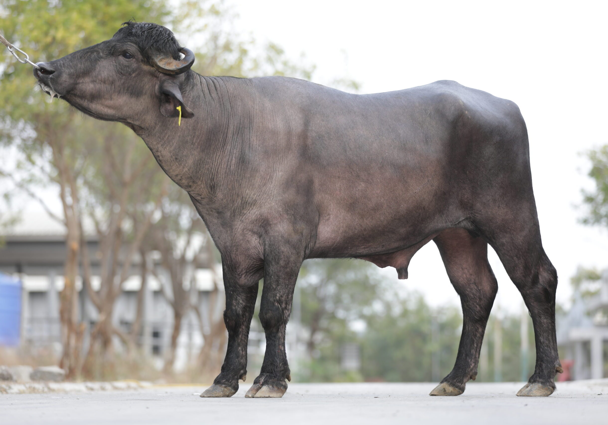 MR-50447