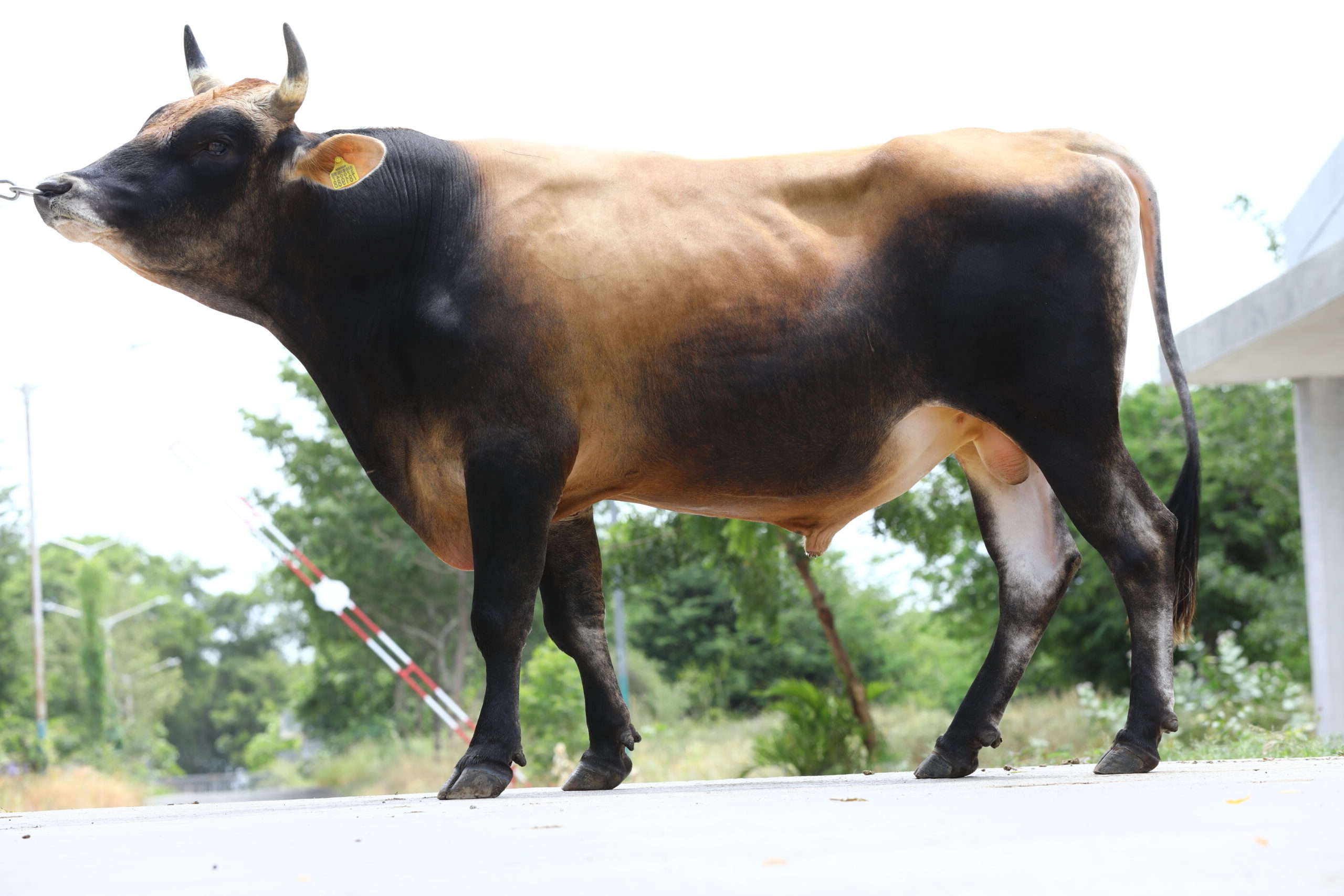 Bull
